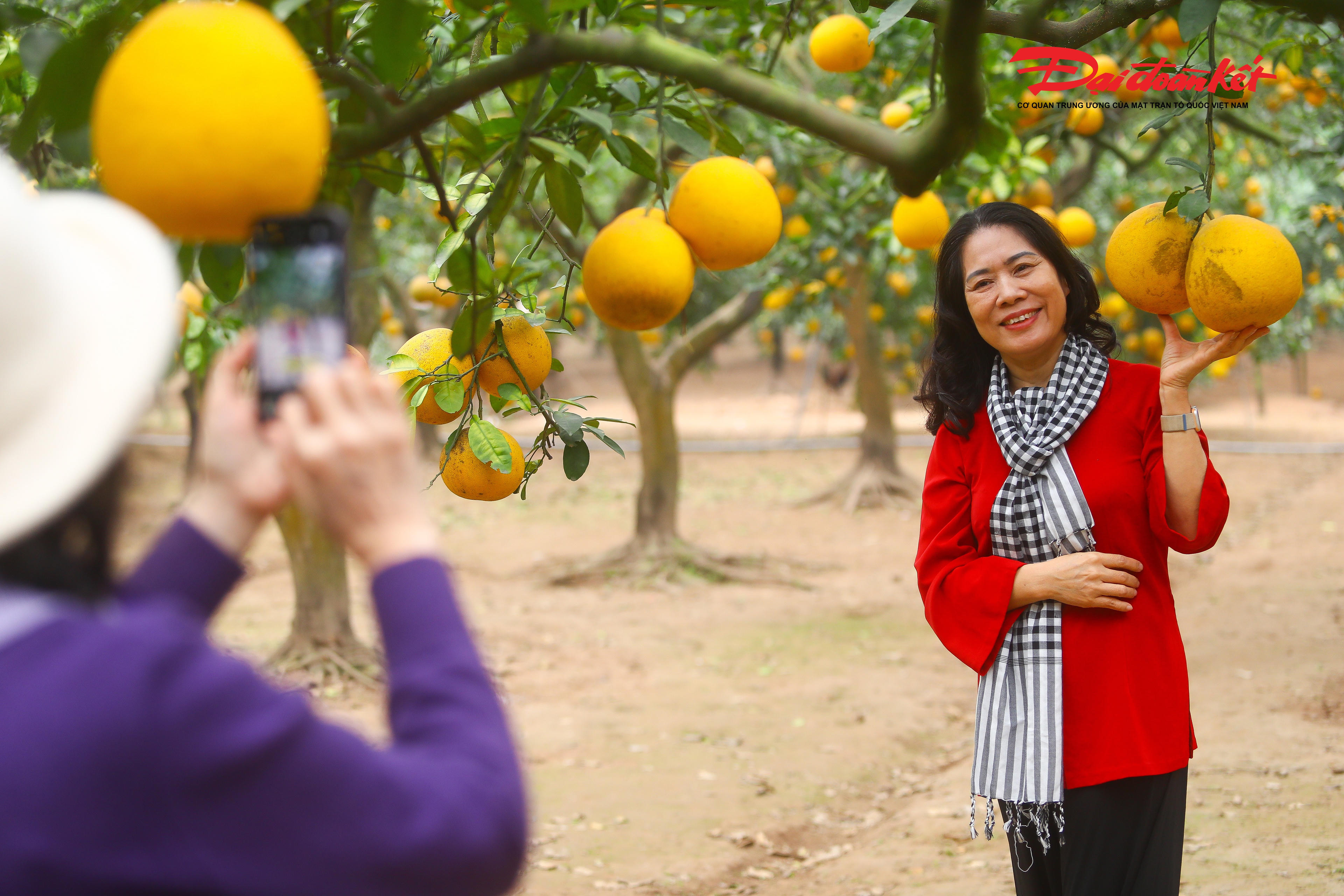 Chia sẻ với phóng viên, chị Hoàng Thị Thu – chủ vườn bưởi Diễn cho biết, năm nay là mùa thứ ba gia đình mở cửa vườn đón khách đến tham quan, chụp ảnh. So với những năm trước, lượng khách năm nay đông hơn, nhất là vào thời điểm cận Tết. Ngoài dịch vụ tham quan, vườn còn phục vụ cho thuê trang phục chụp hình nhằm đáp ứng nhu cầu của du khách.&nbsp;