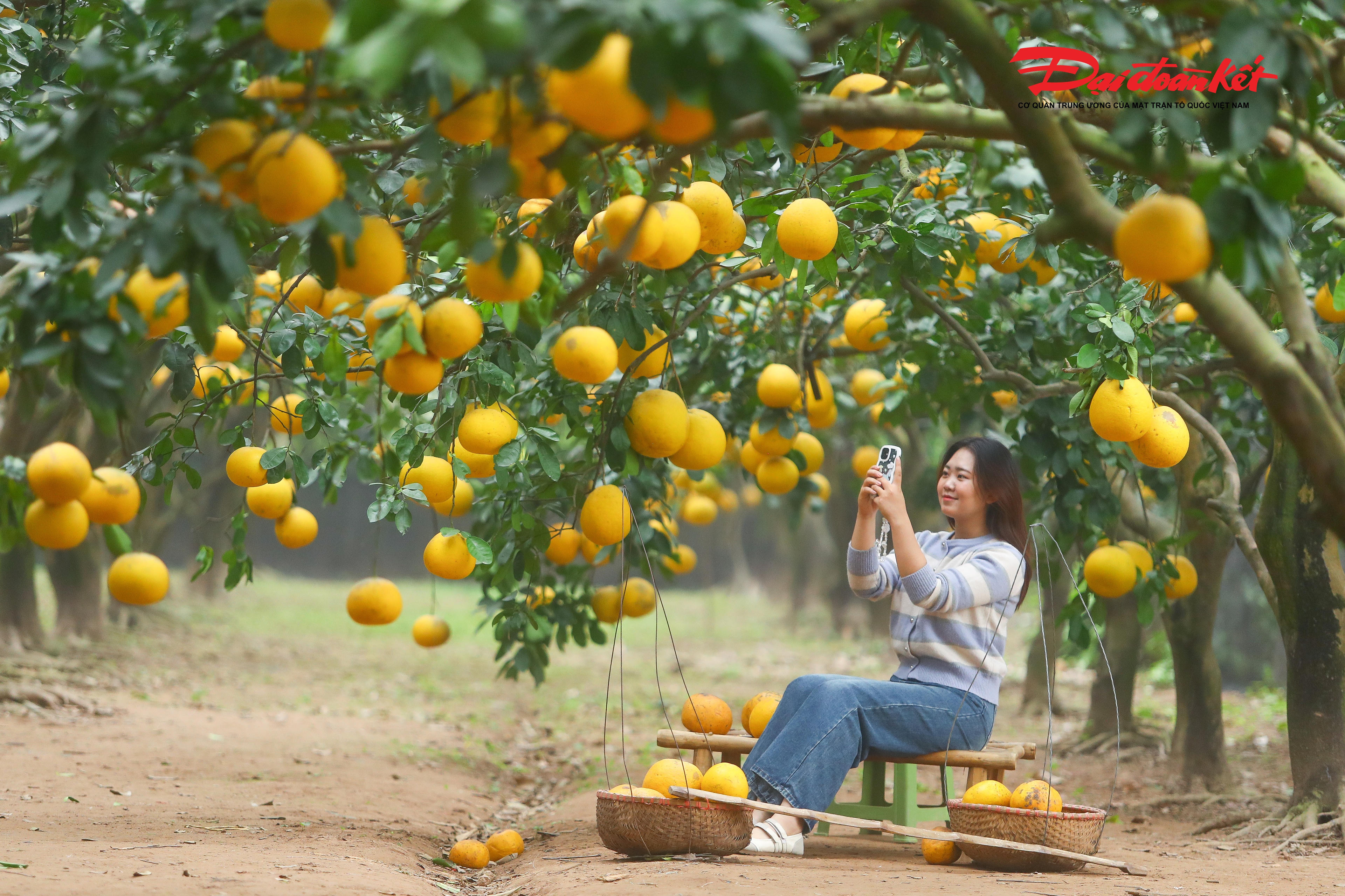 Theo Lệ Giang, đây là lần đầu mình được chụp ảnh giữa vườn bưởi chín, cảm giác rất khác so với chụp trong studio. Chắc chắn mình sẽ quay lại hoặc giới thiệu cho bạn bè tới trải nghiệm vào những năm tiếp theo.