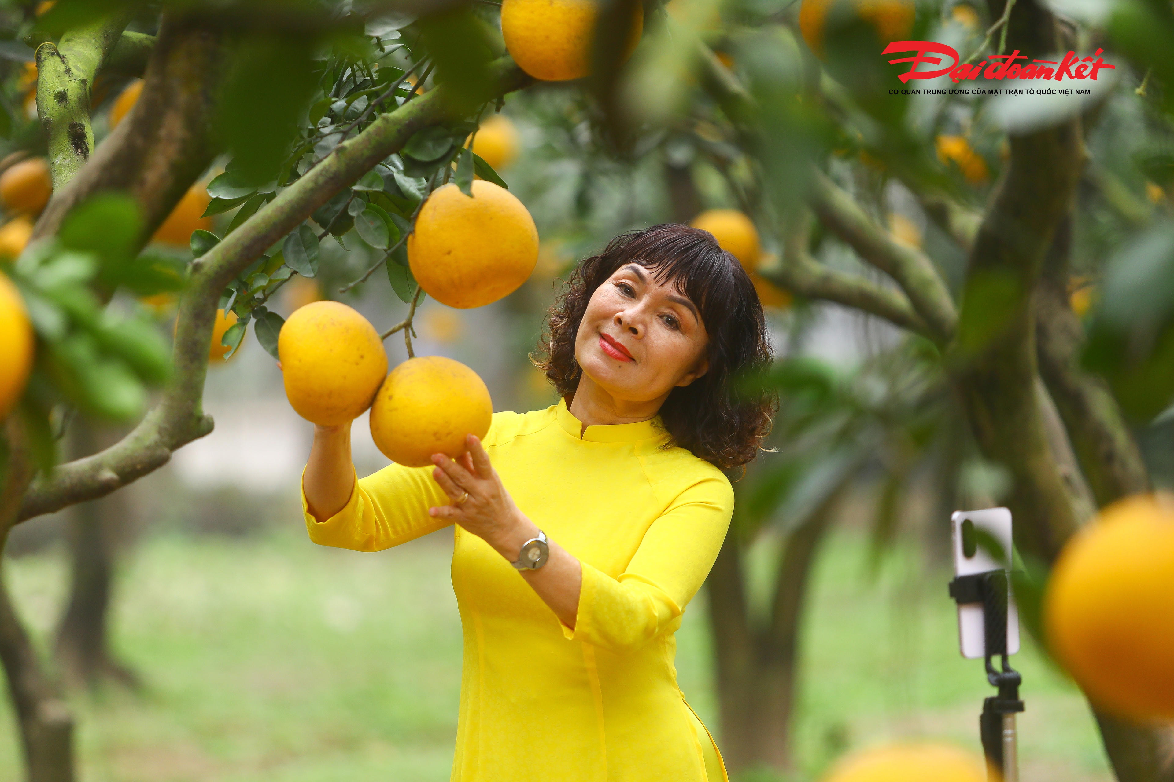 Nhiều người lớn tuổi thong thả dạo bước dưới những hàng bưởi trĩu quả, tận hưởng không khí trong lành, yên bình và hương thơm dịu nhẹ của bưởi chín. Không ít người chia sẻ, được trở lại khung cảnh vườn cây trái sum suê những ngày cuối năm mang đến cảm giác hoài niệm, giúp họ sống chậm hơn giữa nhịp sống hiện đại.