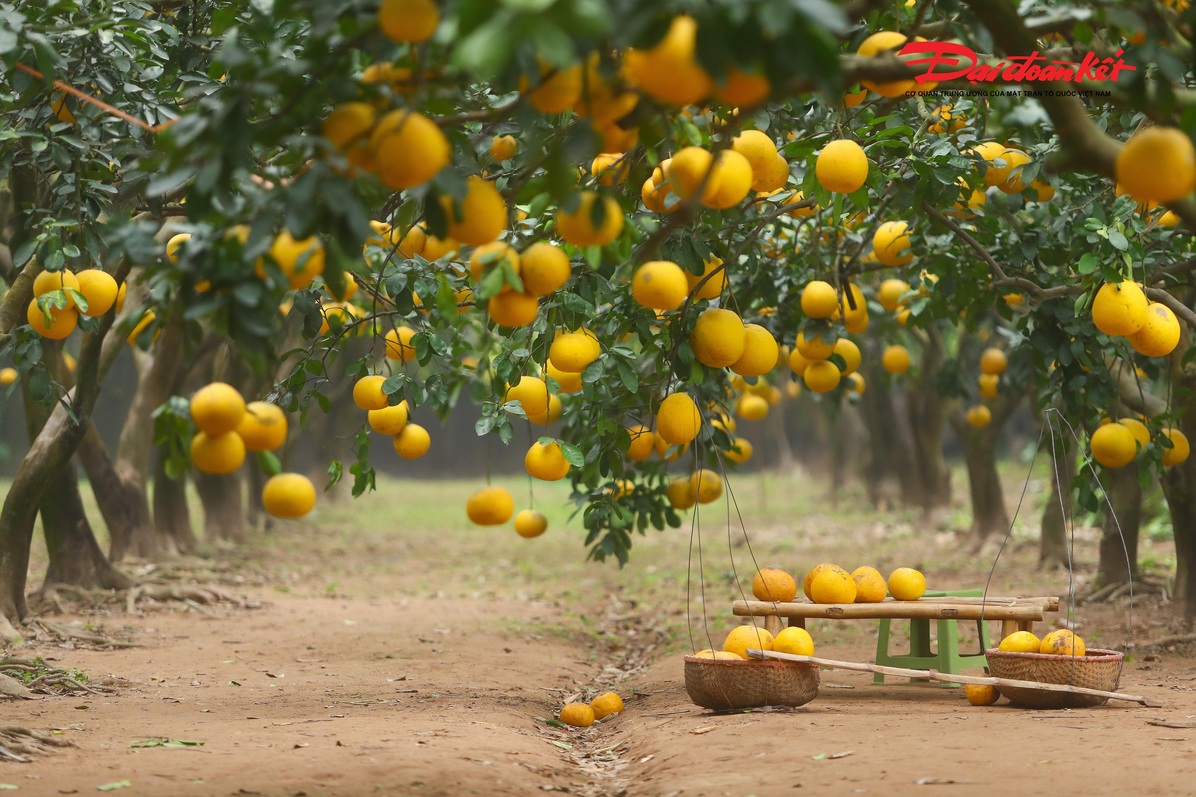 Theo ghi nhận của PV Báo Đại đoàn kết, thời điểm này, cả khu vườn bưởi Diễn như được khoác lên sắc vàng rực rỡ của những cây bưởi trĩu quả. Hương bưởi dịu nhẹ lan tỏa trong không gian làng quê yên bình, mang đến cảm giác thư thái, tách biệt khỏi sự ồn ào, hối hả của phố thị những ngày cuối năm.&nbsp;