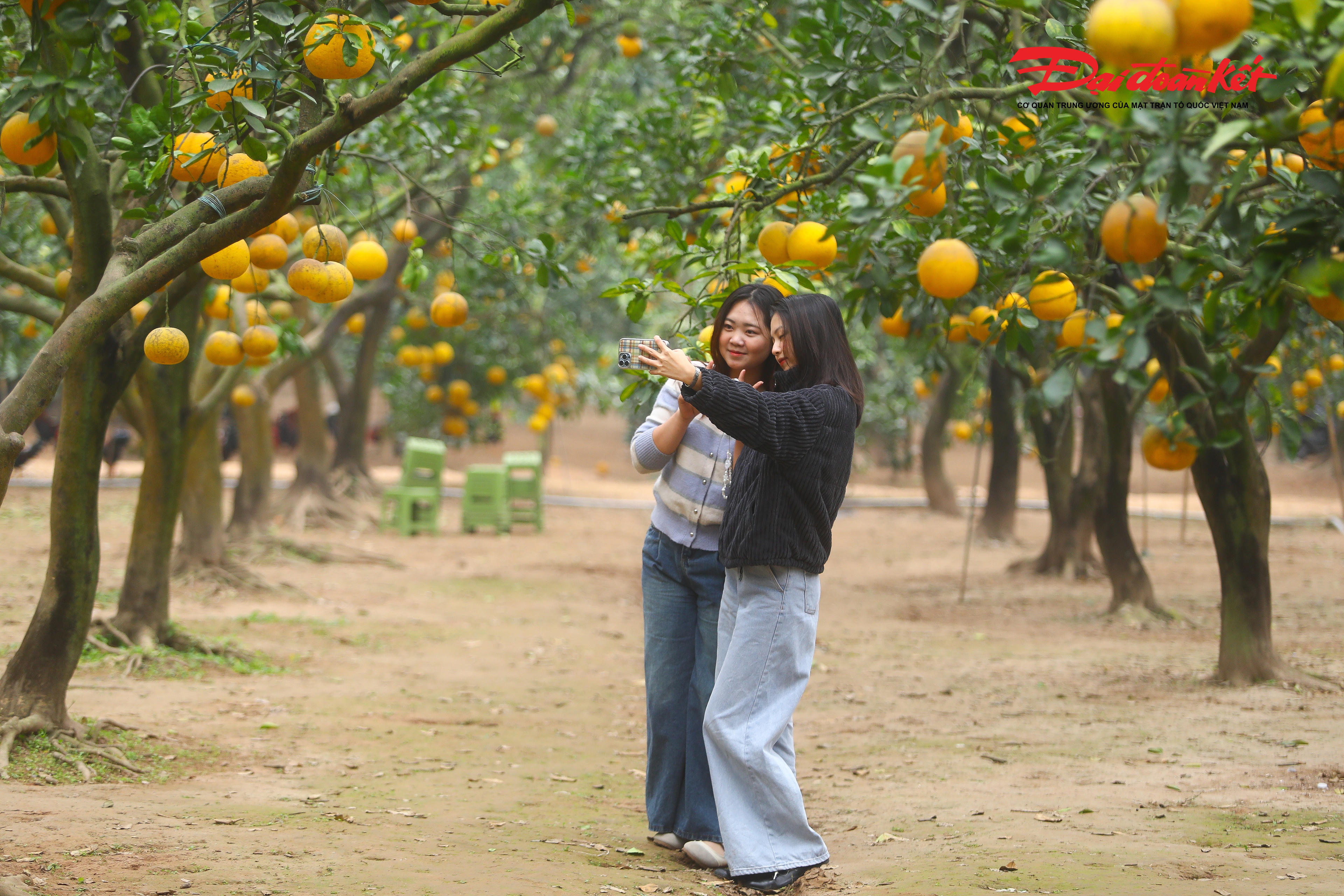 Là một trong những du khách trẻ vượt quãng đường hàng chục cây số để tới vườn bưởi Diễn, bạn Lê Lệ Giang đến từ Hưng Yên chia sẻ: “Mình biết đến vườn bưởi qua mạng xã hội. Thấy khung cảnh rất đẹp và đúng không khí Tết nên mình cùng bạn bè rủ nhau đi từ Hưng Yên lên Hà Nội chụp ảnh. Dù đi xa nhưng đến nơi thấy rất xứng đáng, không gian yên bình, bưởi chín vàng nhìn rất thích.”
