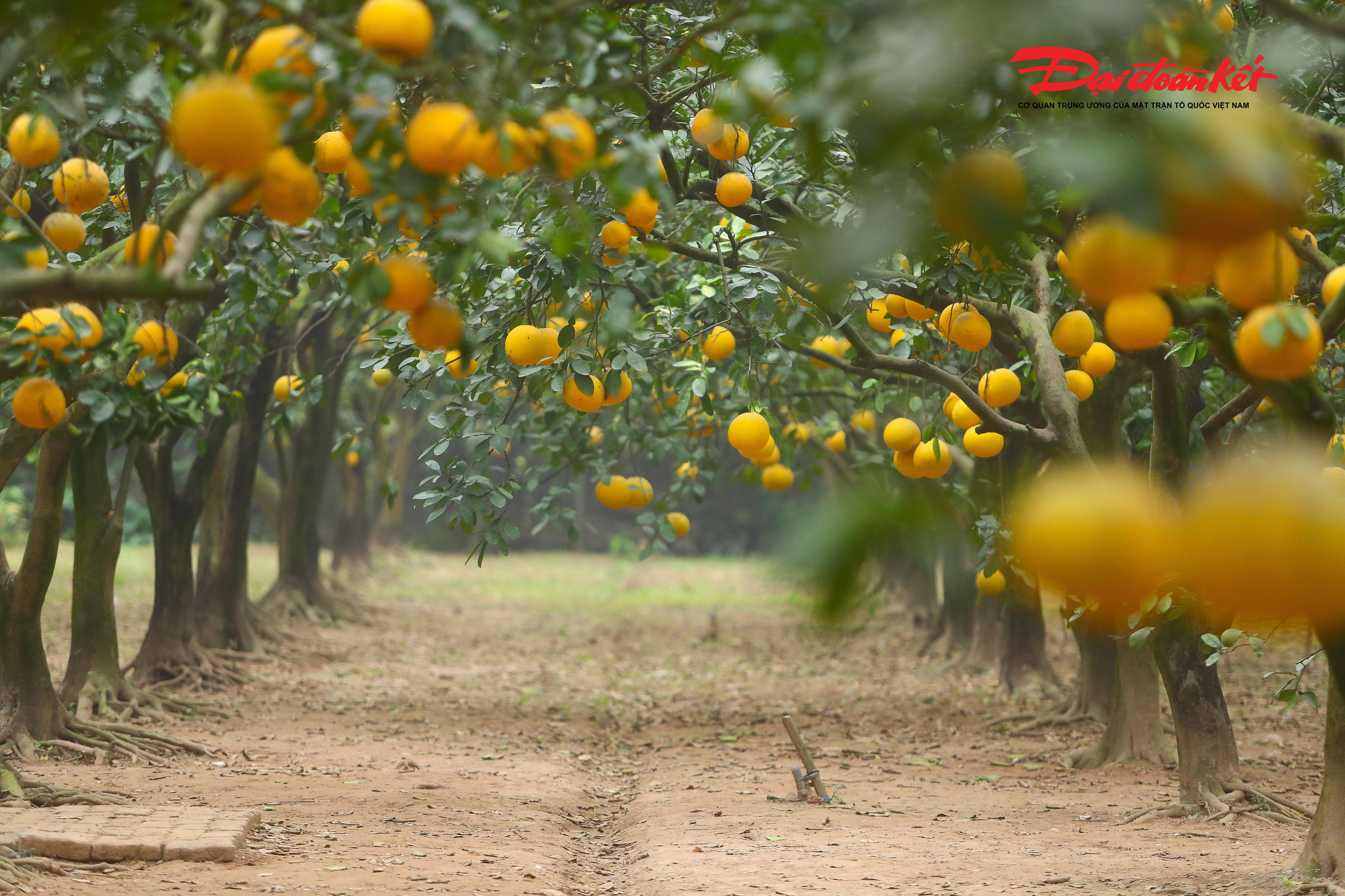 “Không gian ở đây rất yên bình, bưởi chín vàng đẹp mắt. Chúng tôi tranh thủ chụp ảnh, lưu giữ kỷ niệm và chia sẻ lên mạng xã hội như một cách tận hưởng không khí Tết sớm”, chị Tuyết chia sẻ.. 