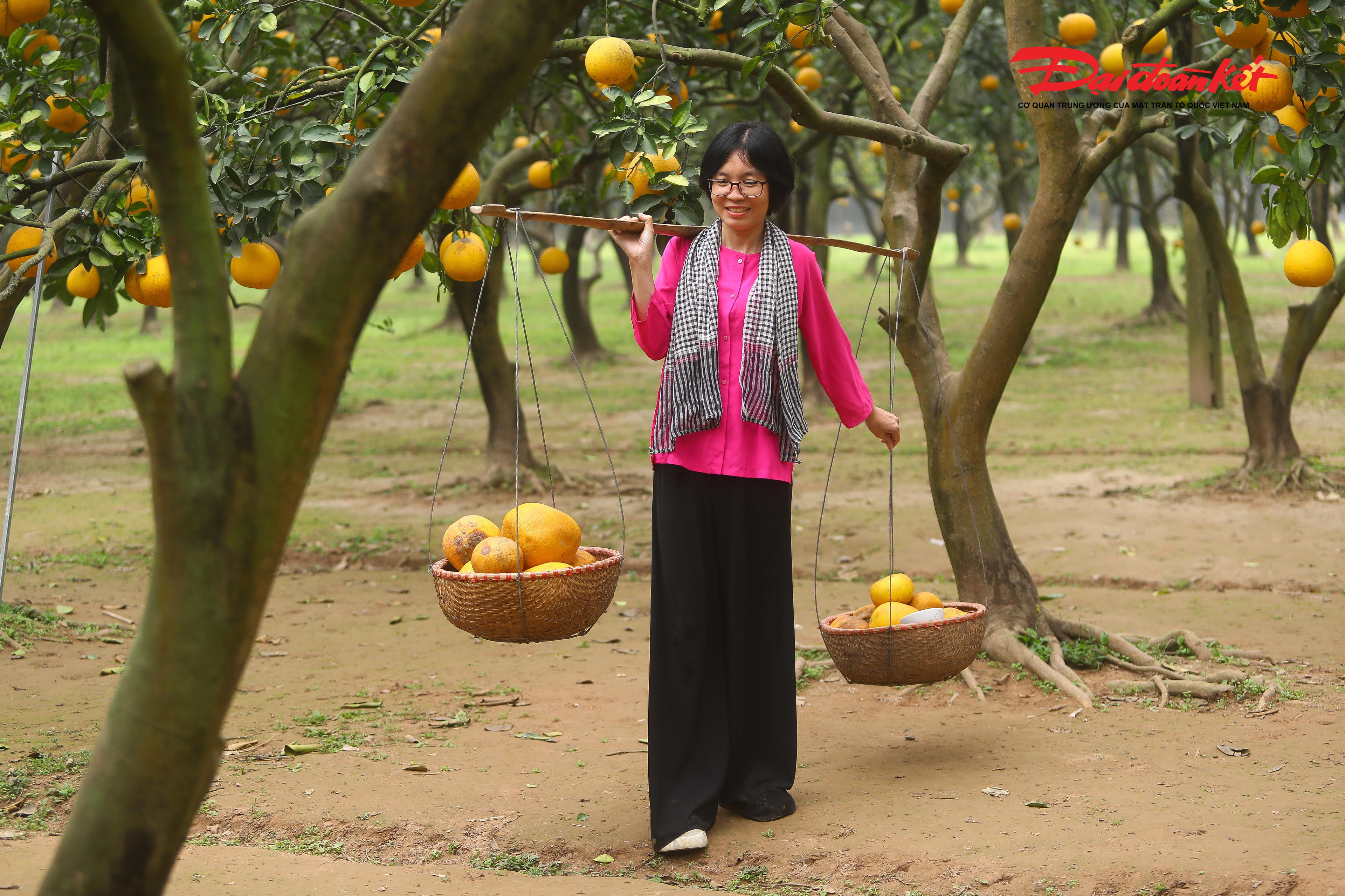 Là một trong những du khách ghé thăm vườn bưởi, chị Nguyễn Thị Tuyết (Hà Nội) cho biết, chị và đồng nghiệp lựa chọn đến vườn vào ngày thường để tránh đông đúc.