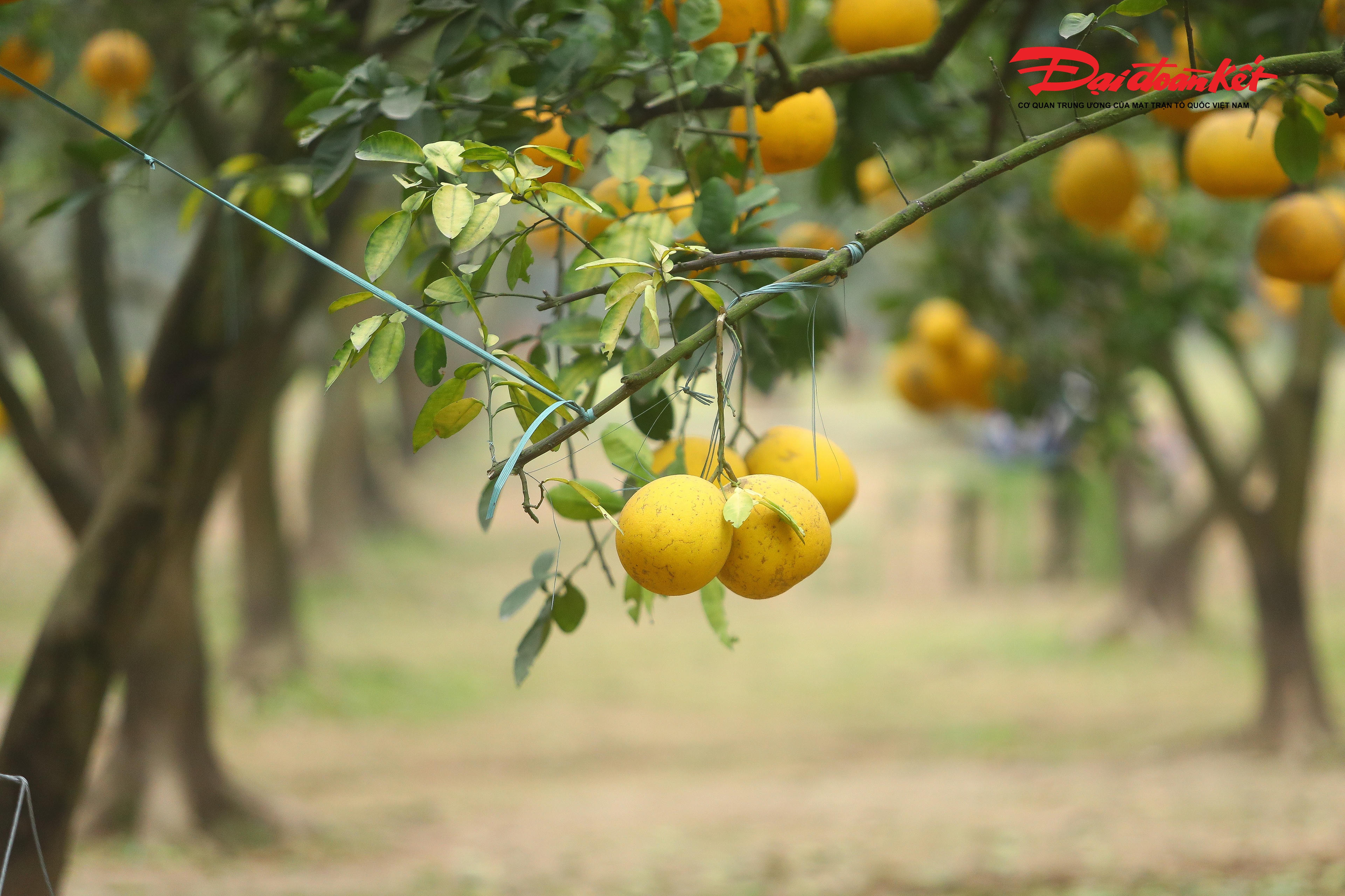 "Giá vé vào cổng hiện ở mức 100.000 đồng mỗi người, kèm theo hai quả bưởi làm quà mang về",&nbsp;chị Hoàng Thị Thu nói.