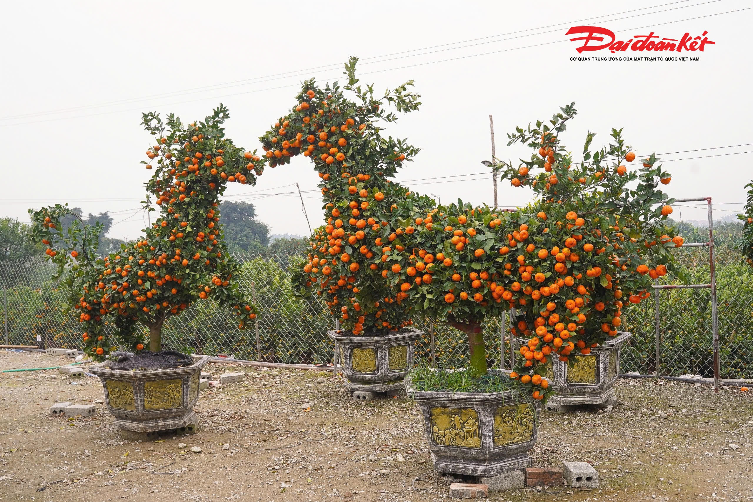 Không giống những chậu quýt truyền thống, cây quýt hình ngựa được uốn nắn, ghép cành và tạo thế công phu để tái hiện hình dáng linh vật một cách sống động. 