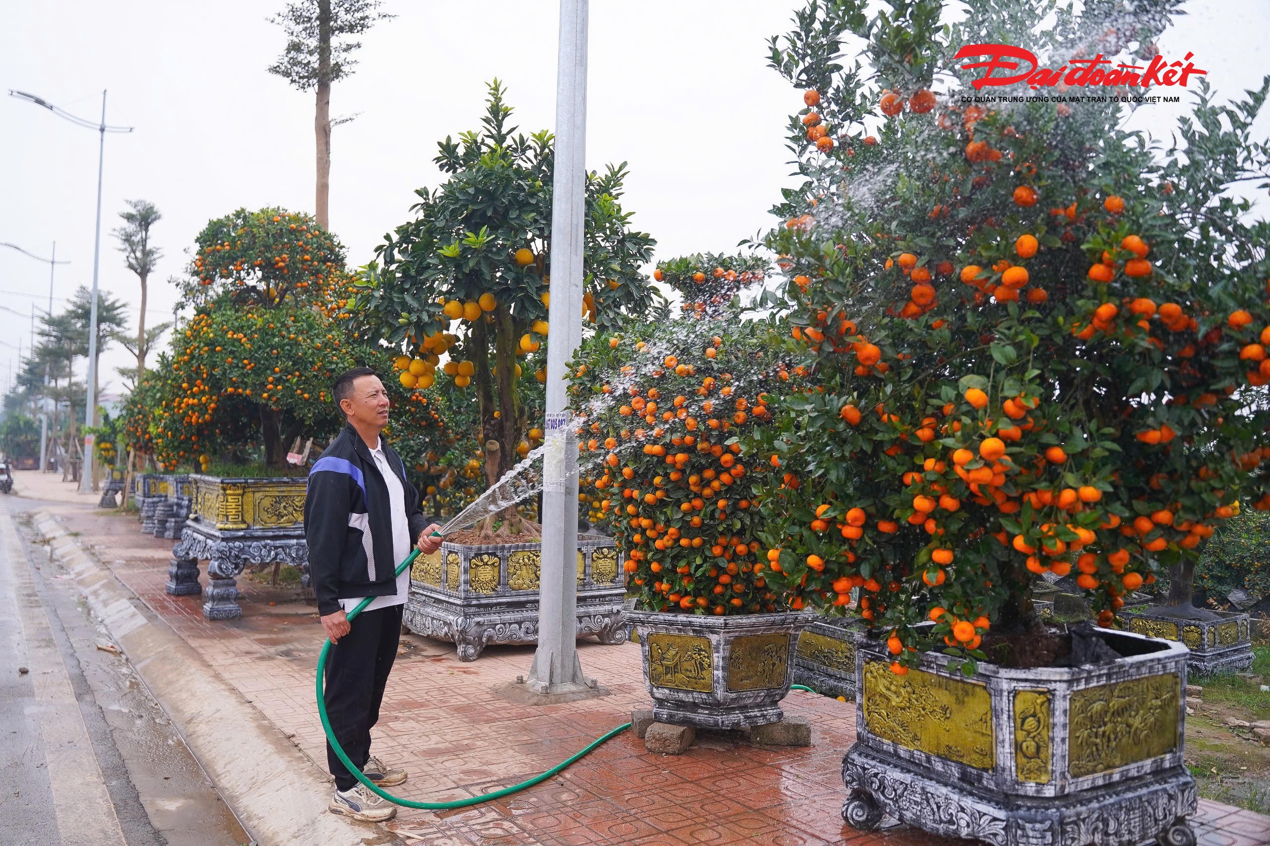 Không chỉ độc đáo về hình thức, quýt hình ngựa còn được nhiều khách hàng lựa chọn bởi ý nghĩa phong thủy. Trong quan niệm dân gian, ngựa tượng trưng cho sự bền bỉ, mạnh mẽ, thăng tiến và thành công. Kết hợp với cây quýt loài cây mang ý nghĩa sung túc, tài lộc sản phẩm này được xem là biểu tượng của may mắn, phát đạt trong năm mới.