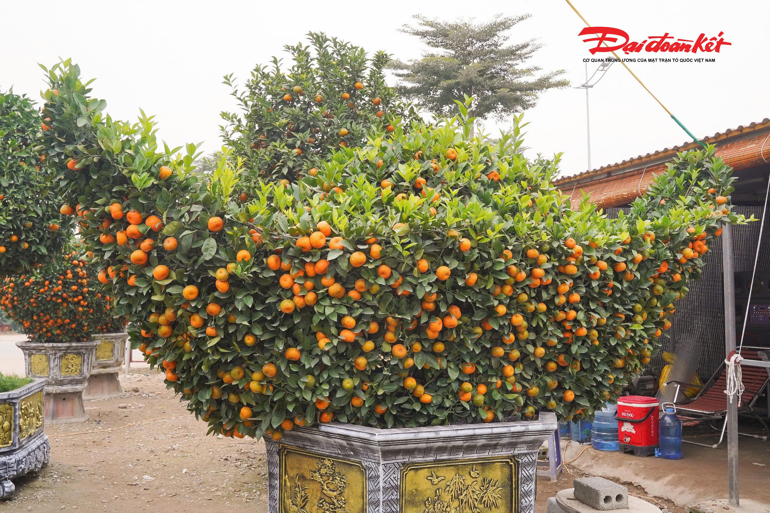 Bên cạnh chậu quýt tạo hình ngựa độc đáo, các nhà vườn còn giới thiệu chậu quýt được uốn nắn thành dáng thỏi vàng – biểu trưng cho ước vọng sum vầy, sung túc và tài lộc trong năm mới. Sản phẩm này hiện được chào bán với mức giá khoảng 6 triệu đồng, phù hợp với nhiều đối tượng khách chơi Tết.