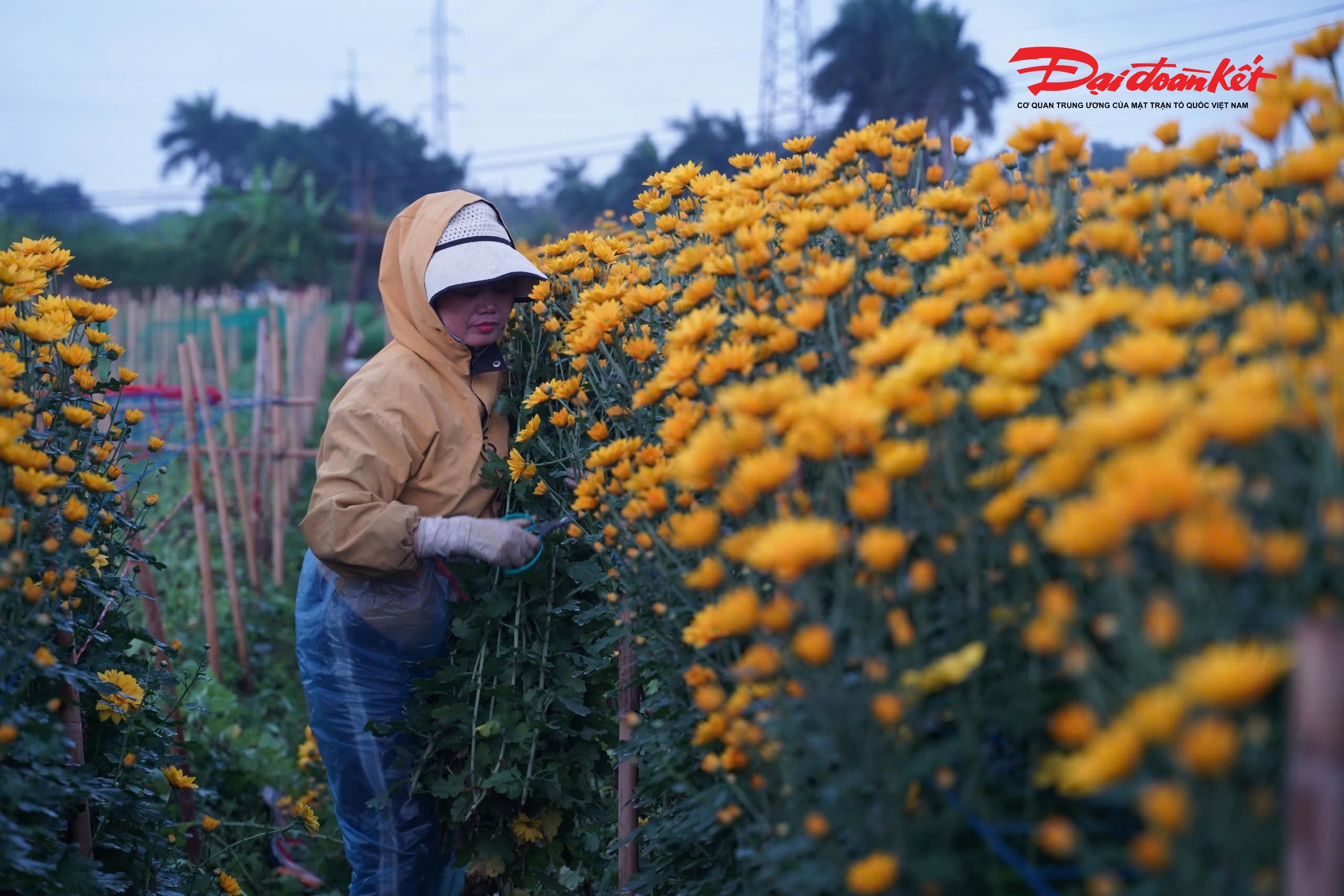 Những lứa hoa nở sớm được bà con tranh thủ cắt bán từ nay đến rằm tháng Chạp, trong khi các lứa hoa khác đang ở giai đoạn sinh trưởng tiếp tục được chăm sóc, giữ nụ để phục vụ thị trường Tết Nguyên đán sắp tới.