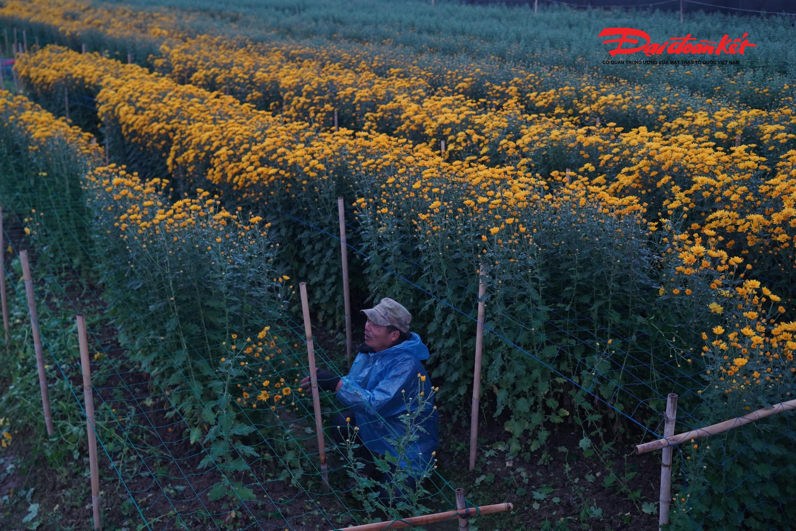 Theo ghi nhận của PV Báo Đại đoàn kết, từ sáng sớm 22/1, trên những thửa ruộng hoa cúc, ly, hồng trải dài, bóng người nông dân đã thấp thoáng giữa làn sương mờ. Áo mưa được khoác chồng nhiều lớp, găng tay, ủng cao su che kín, nhưng cái lạnh vẫn thấm qua từng động tác.