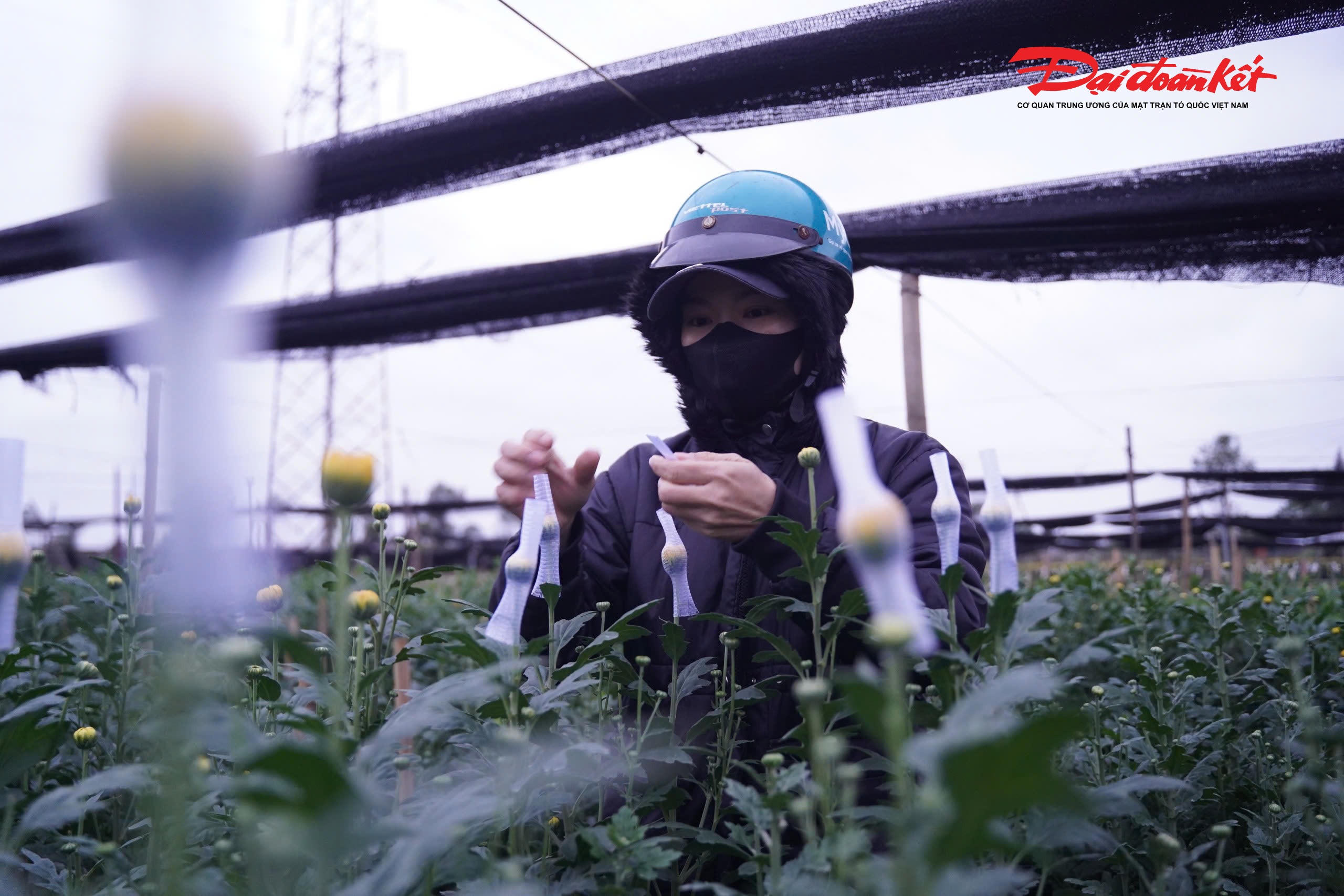 Làng hoa Tây Tựu hiện có gần 300 ha đất canh tác hoa, là nguồn cung hoa tươi chủ yếu cho khu vực nội thành Hà Nội và nhiều tỉnh, thành lân cận. Dịp Tết, các loại hoa chủ lực như ly, cúc, hồng… được bà con tập trung chăm sóc, sẵn sàng phục vụ nhu cầu trang trí, chơi hoa của người dân.