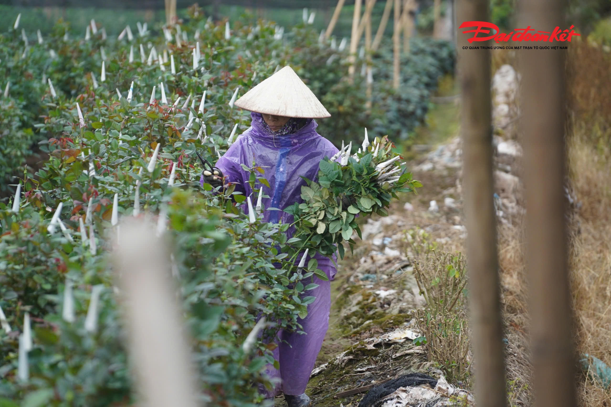 Chia sẻ với PV, bà Phạm Liên (làng hoa Tây Tựu) cho hay: "Rét thế này mà không ra đồng thì hoa dễ bị sương muối, chậm nụ, hỏng cả vụ Tết".