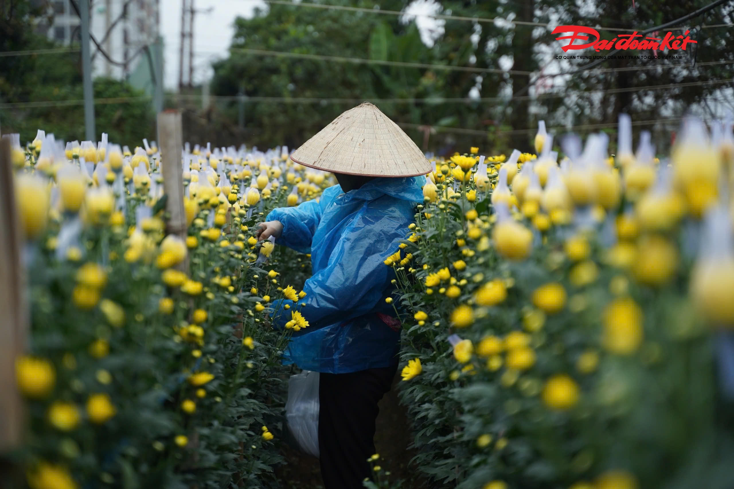 Hầu hết các loại hoa tại Tây Tựu hiện đã vào vụ, sinh trưởng ổn định và sẵn sàng được đưa ra thị trường, phục vụ nhu cầu mua sắm hoa Tết của người dân Thủ đô và các địa phương lân cận.
