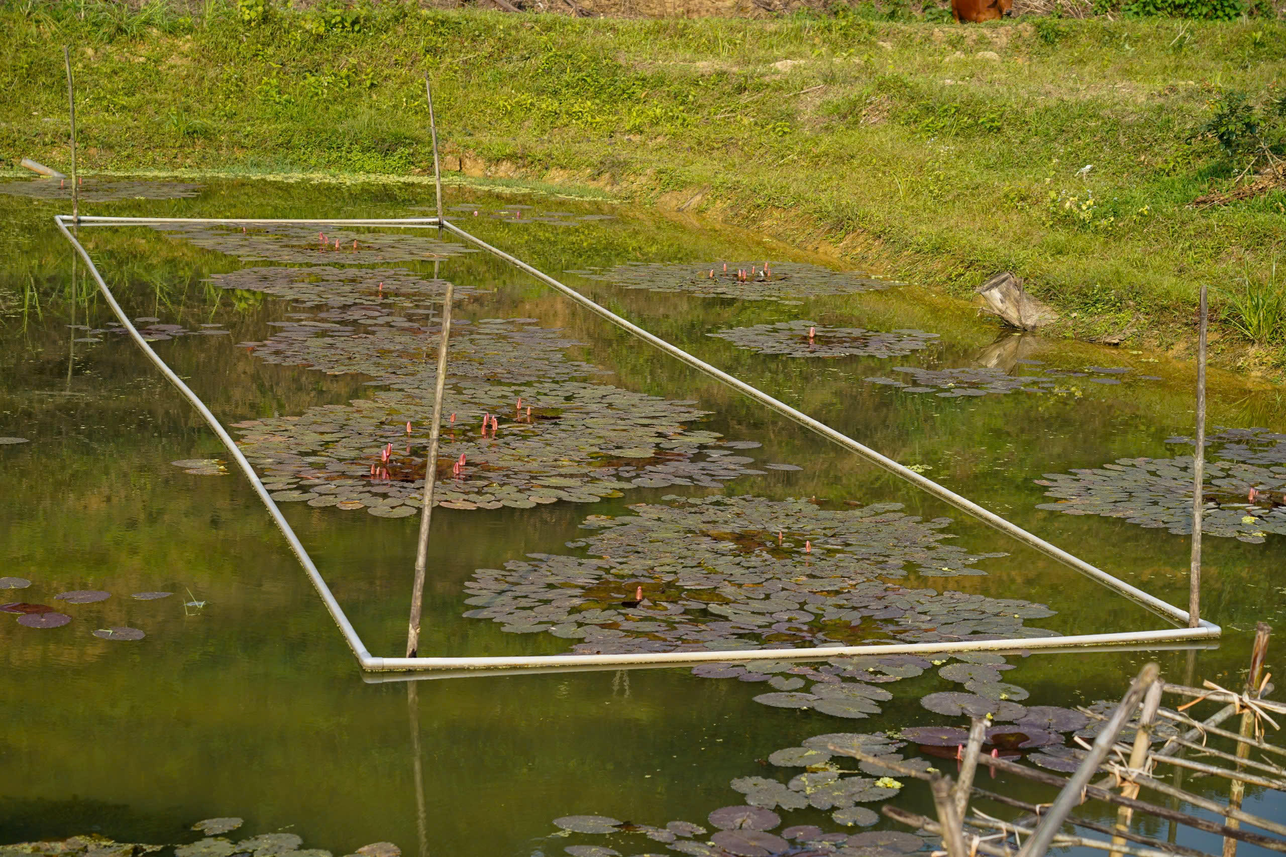 Từ lợi thế ao hồ, khe trũng xen kẽ vườn đồi, người dân xã Kim Hoa đang từng bước hình thành mô hình nuôi ốc bươu đen thương phẩm. Ảnh: Cẩm Kỳ&nbsp;