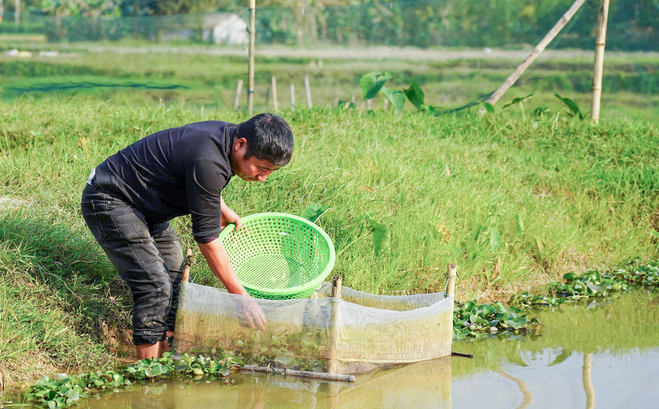 Anh Lê Văn Lộc hiện có 3 hồ nuôi với diện tích hơn 3 sào. Ảnh: Cẩm Kỳ&nbsp;