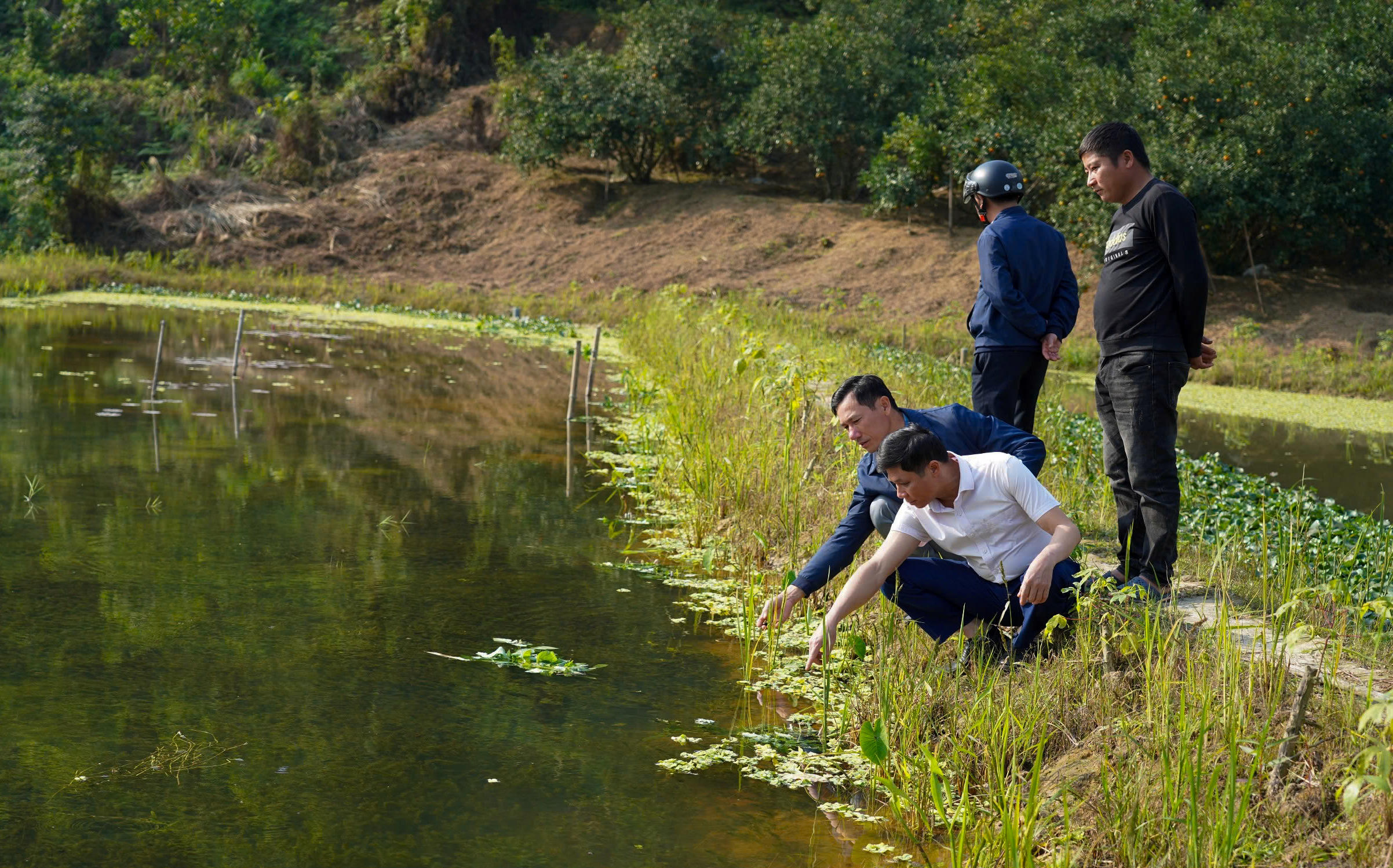Những hồ nuôi ốc đầu tiên được tận dụng ao hồ, khe trũng trong vườn đồi trước đây hiệu quả thấp hoặc bỏ hoang. Ảnh: Cẩm Kỳ&nbsp;