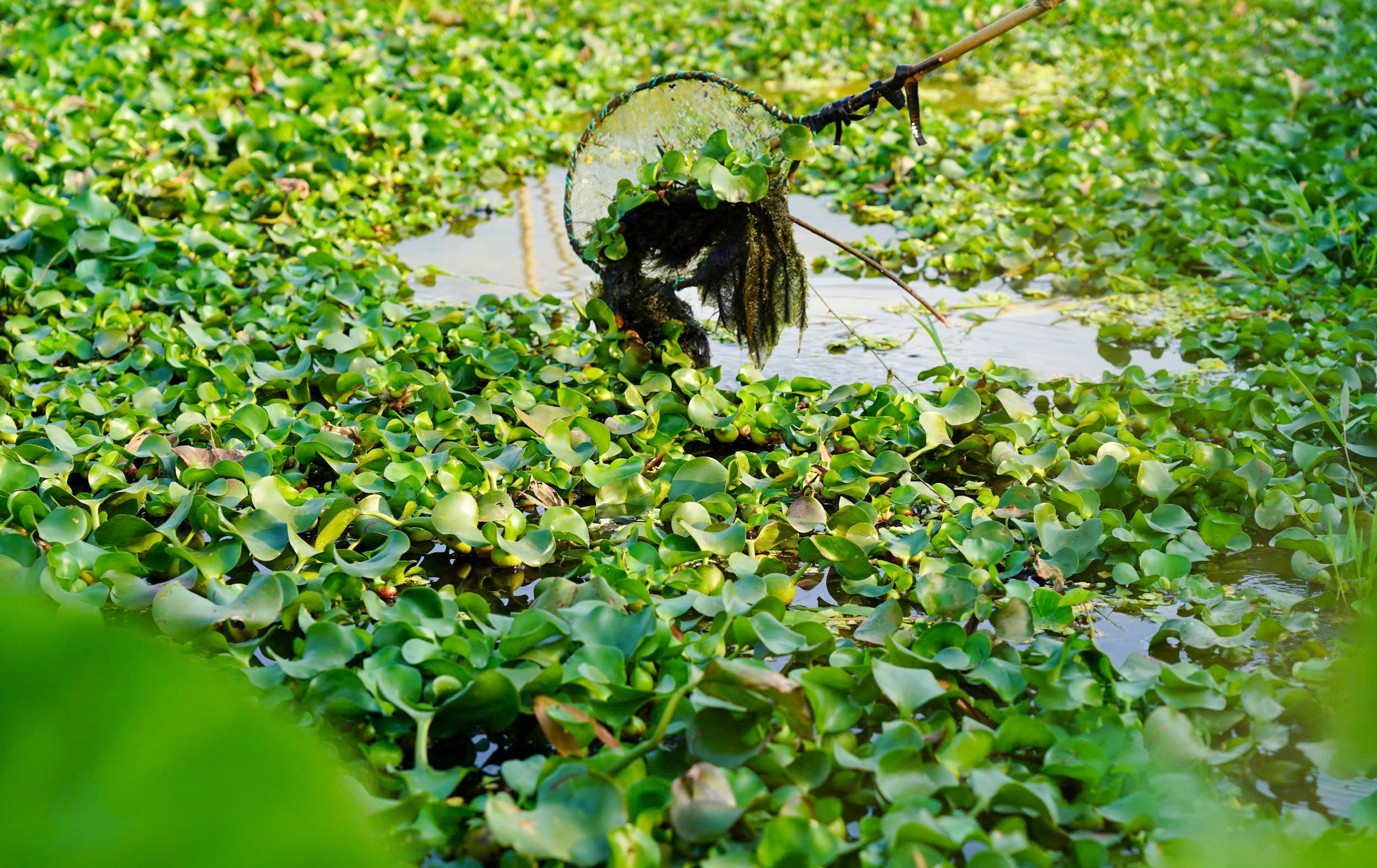 Nếu làm đúng quy trình, ốc lớn đều, ít hao hụt. Ảnh: Cẩm Kỳ&nbsp;