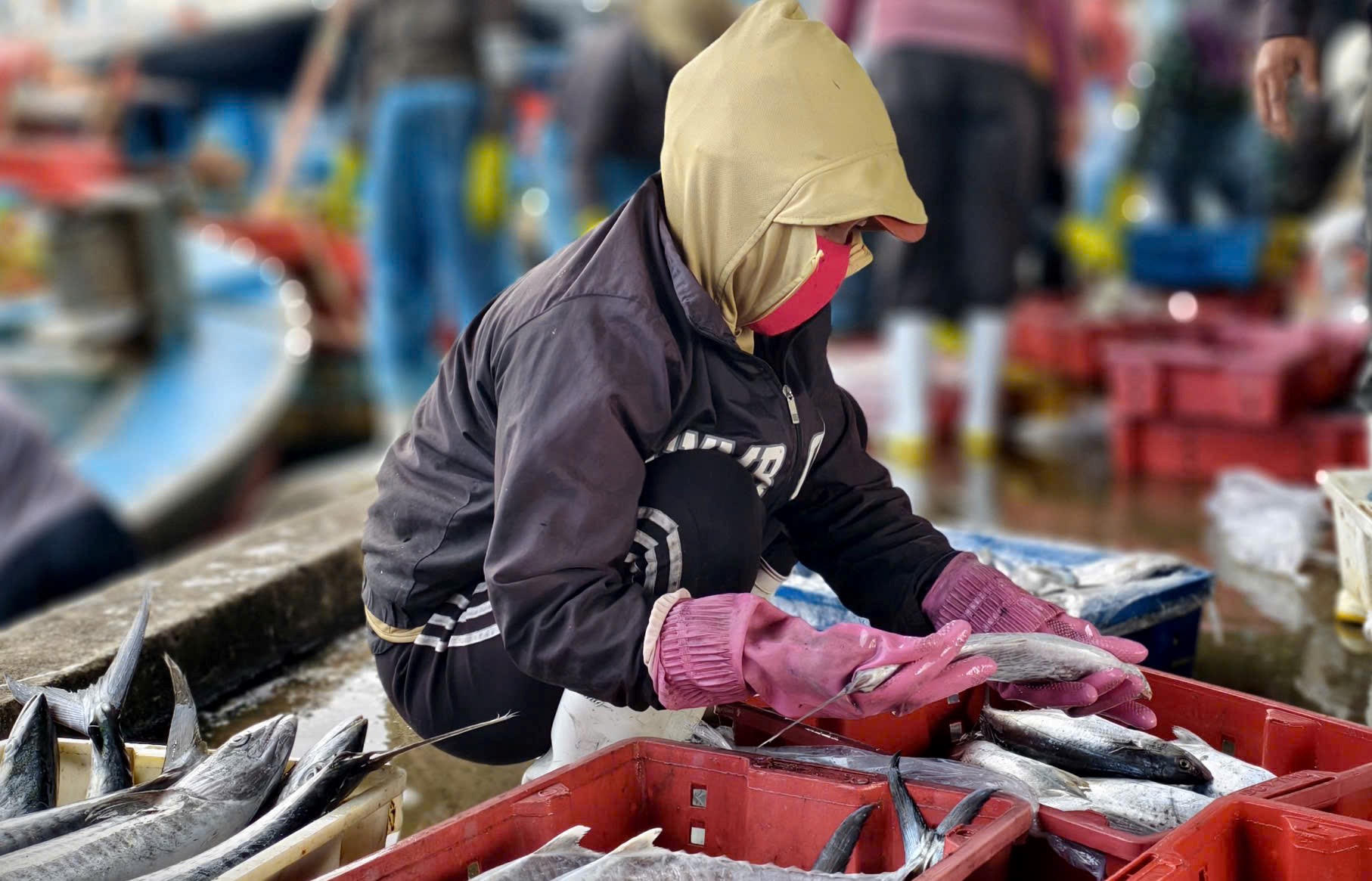 Nhân công đang cho cá chuồn, cá nục vào sọt nhựa. Ảnh: CV.