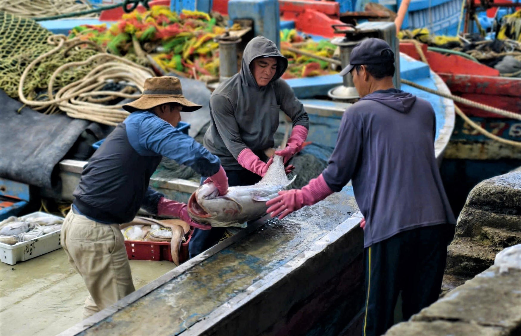 Ngư dân Quảng Ngãi vận chuyển cá lên bờ. Ảnh: CV.