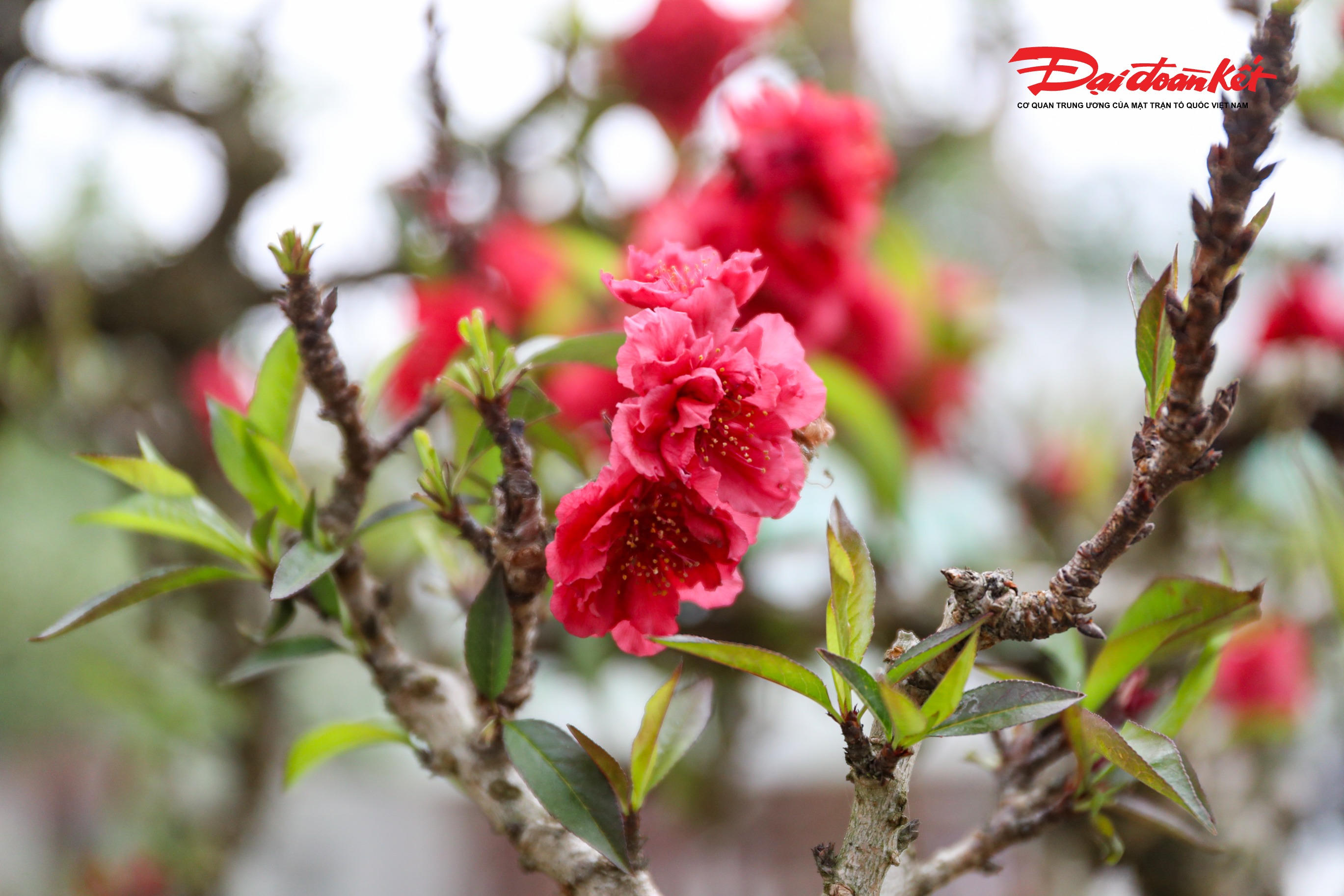 Đào Thất Thốn, còn được gọi là đào “tiến vua”, là giống đào quý hiếm, có giá trị cao và kén người chơi bởi đặc tính sinh trưởng khó, đòi hỏi nhiều công chăm sóc.&nbsp;