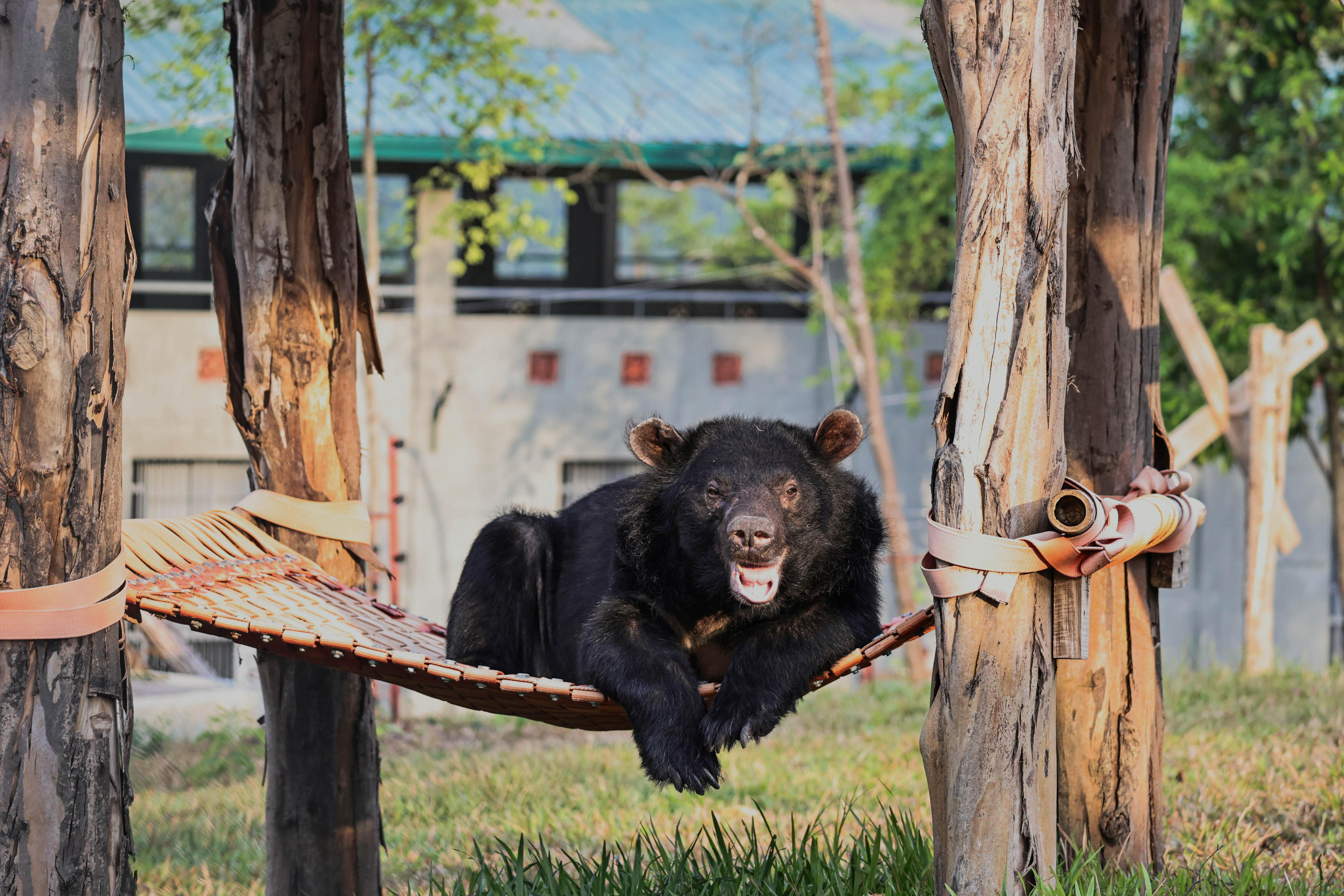 Sau khi rời khỏi những chiếc lồng sắt và được sống trong môi trường bán tự nhiên tại trung tâm đã mang lại niềm vui cho những cá thể gấu ngựa. Ảnh: T.T.
