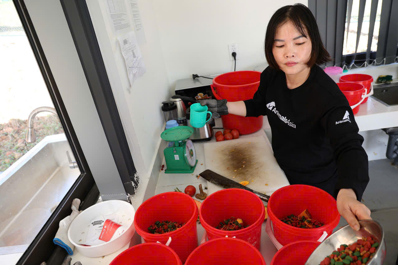 Từ bữa ăn, giấc ngủ của những chú gấu ngựa đều được các nhân viên của trung tâm chăm sóc rất kỹ càng, khoa học.&nbsp;Ảnh: T.T.