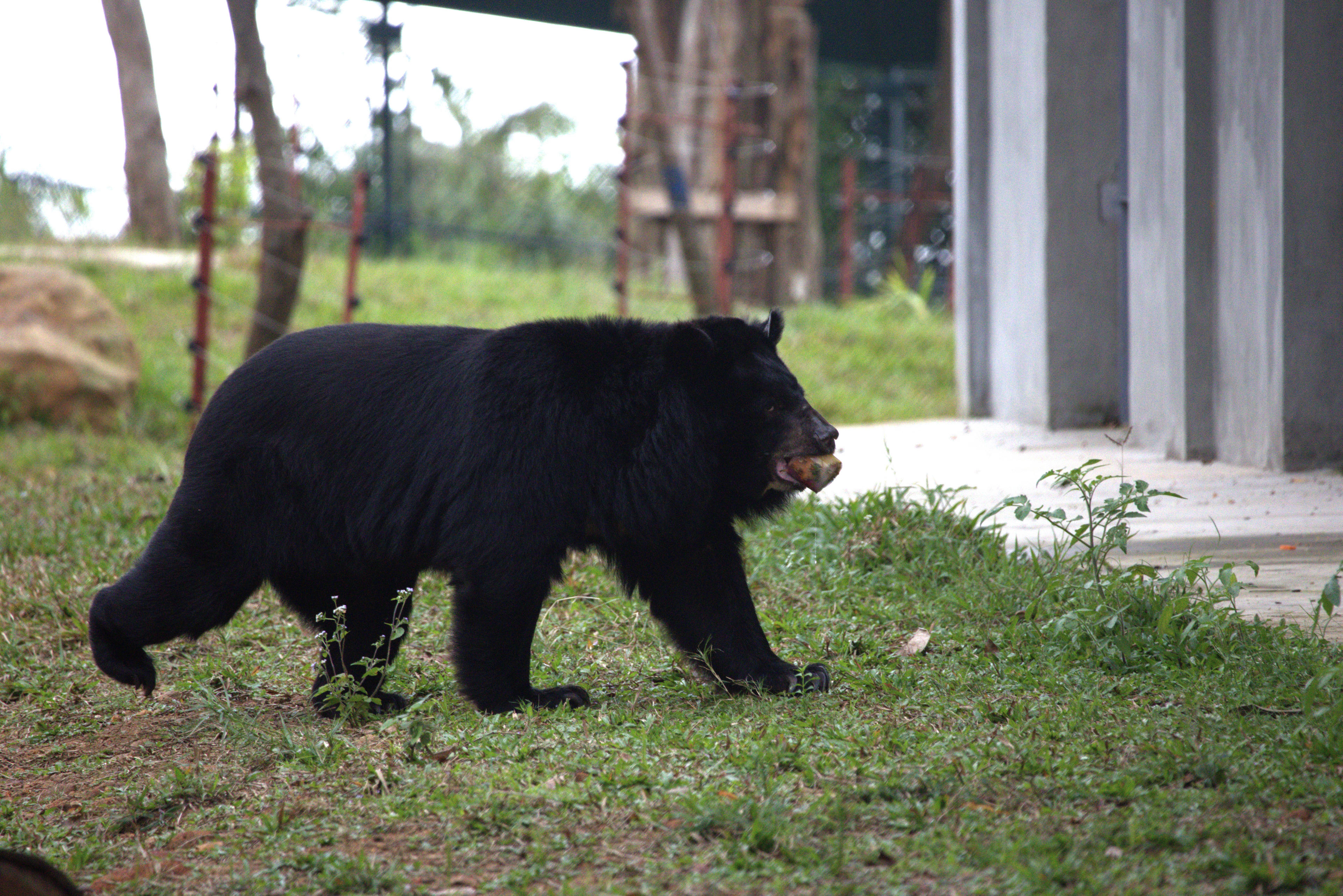 Từ khi đi vào vận hành đến nay, trung tâm đã cứu hộ nhiều cá thể gấu ngựa từ nhiều tỉnh, thành trên cả nước.&nbsp;Ảnh: T.T.