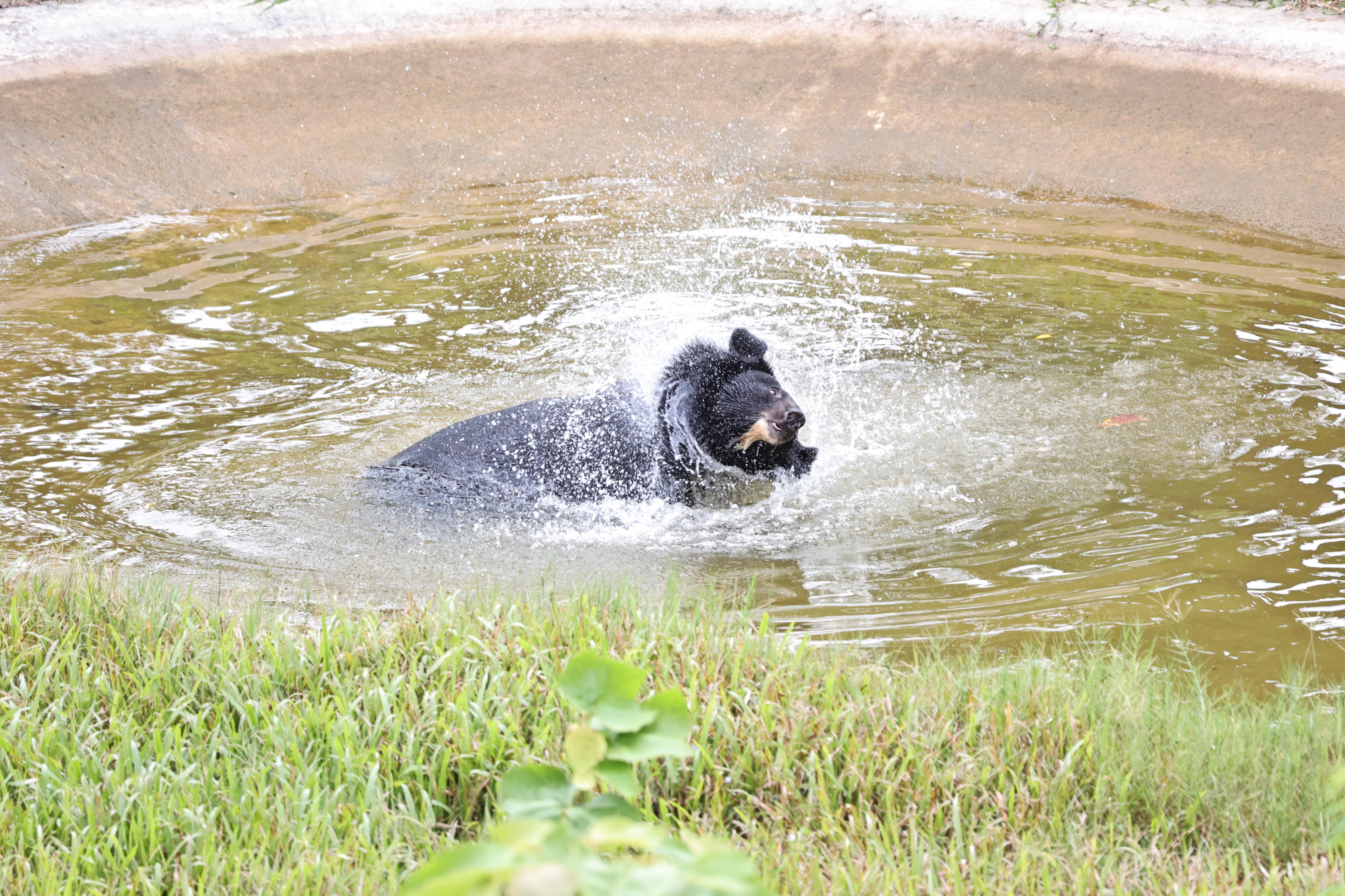 Khoảnh khắc chú gấu đang tắm mát tại một hồ nước ở trung tâm.&nbsp;Ảnh: T.T.