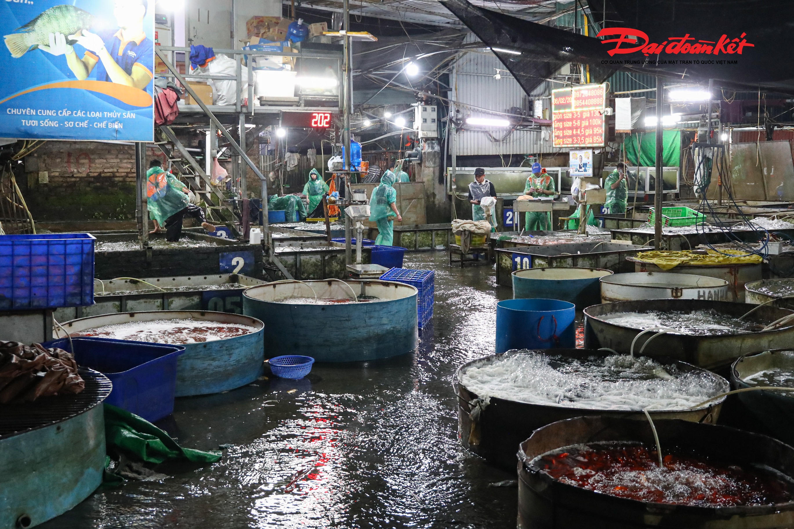 Khoảng một tuần trở lại đây, chợ cá Yên Sở (phường Hoàng Mai, Hà Nội) đón lượng lớn cá chép đỏ, mặt hàng phục vụ lễ cúng ông Công, ông Táo được thương lái từ nhiều địa phương đưa về tiêu thụ. Tuy nhiên, ghi nhận cho thấy không khí mua bán tại chợ khá vắng vẻ, trầm lắng, khác hẳn cảnh nhộn nhịp của những năm trước.