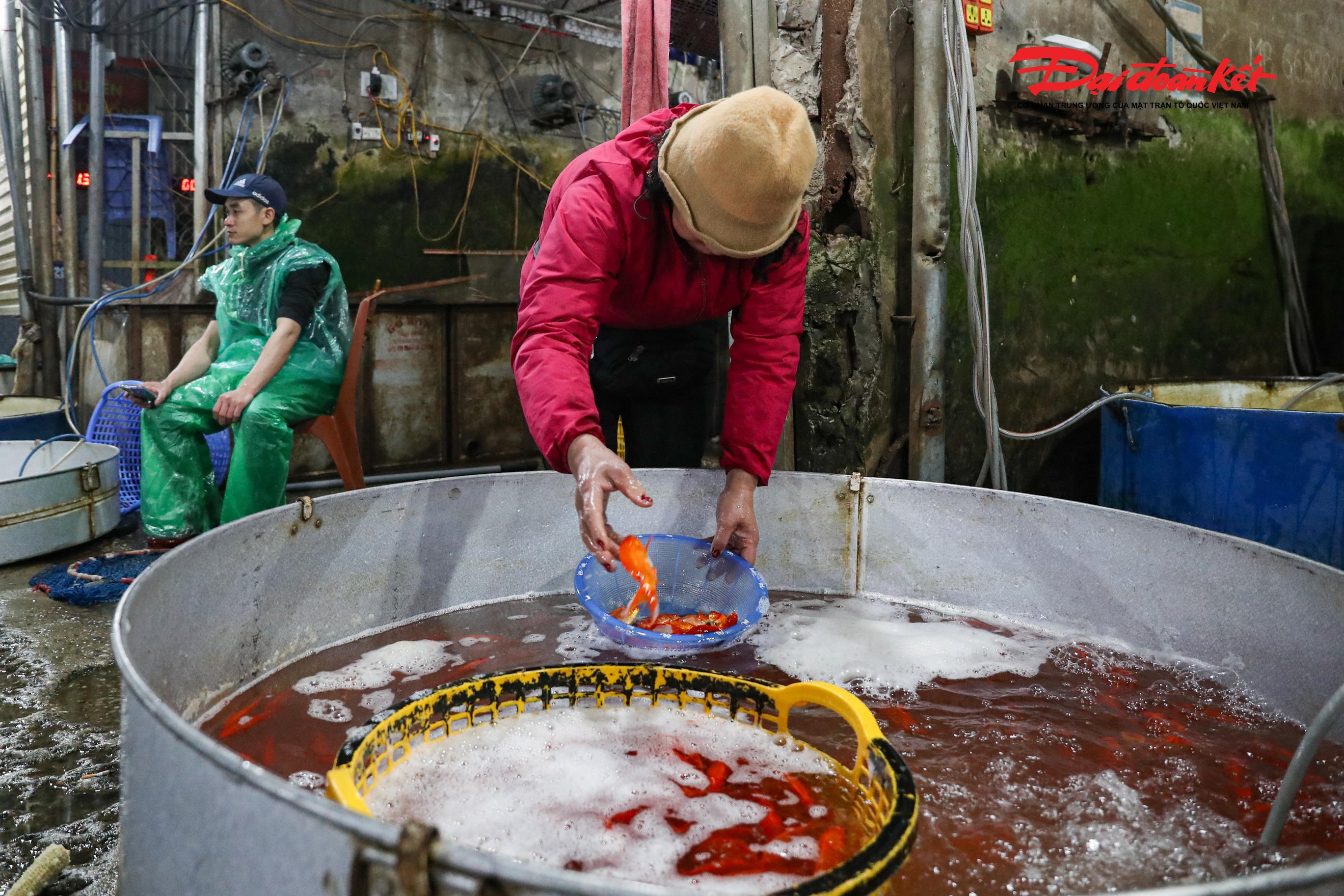 Cá chép đỏ được vận chuyển từ các tỉnh như Phú Thọ, Hải Dương, Nam Định… về chợ Yên Sở, sau đó phân phối tới các chợ dân sinh và siêu thị trên địa bàn Hà Nội. . 