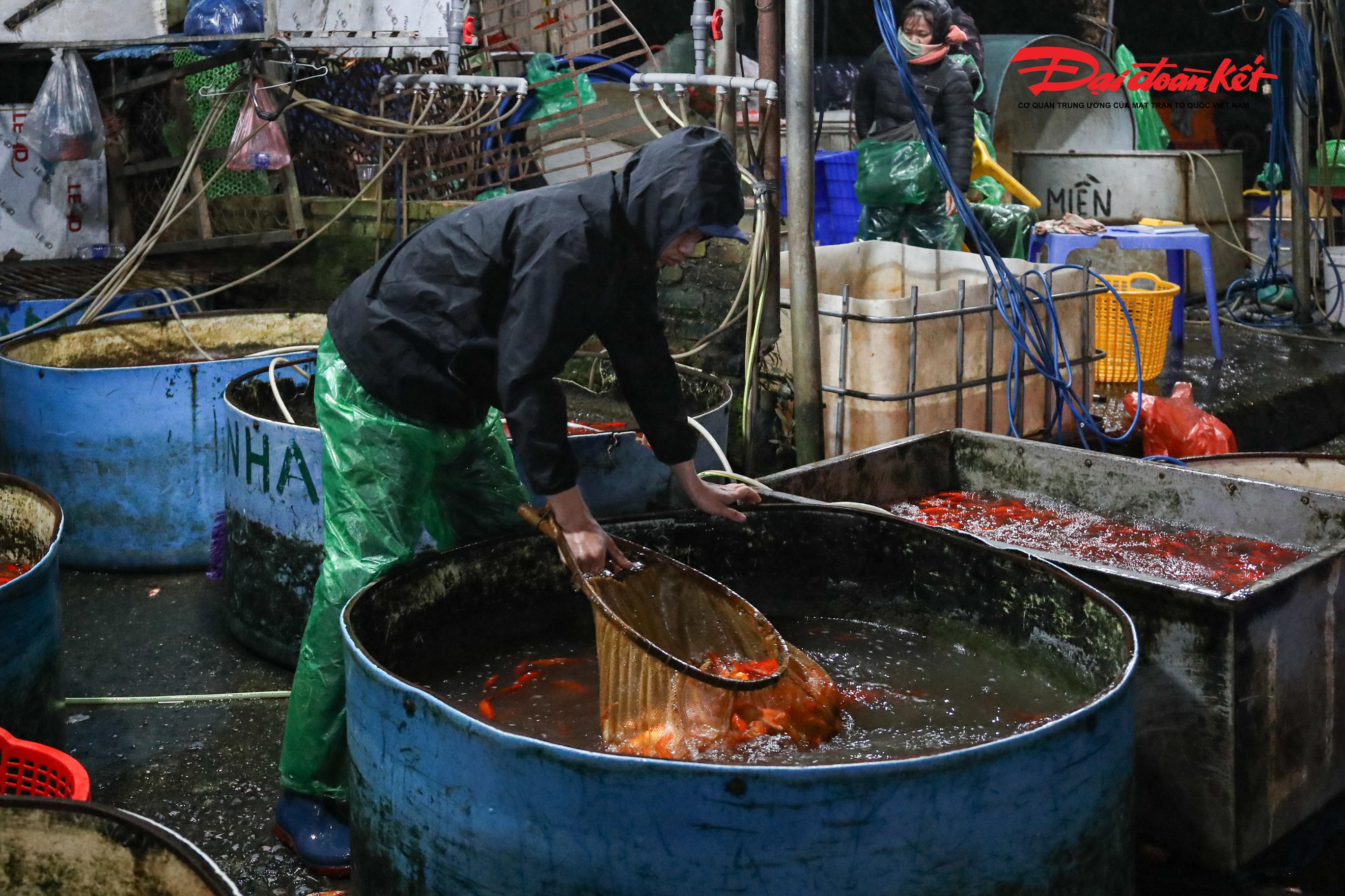Cũng theo bà Lý, cách đây một ngày, cá chép đỏ bán 80.000 - 90.000 đồng/kg, hôm nay lên 100.000 đồng/kg. Có lẽ đúng ngày cao điểm, giá sẽ tăng lên khoảng 160.000 đồng/kg, nhưng vẫn thấp hơn năm ngoái khoảng 20.000 - 50.000 đồng/kg.