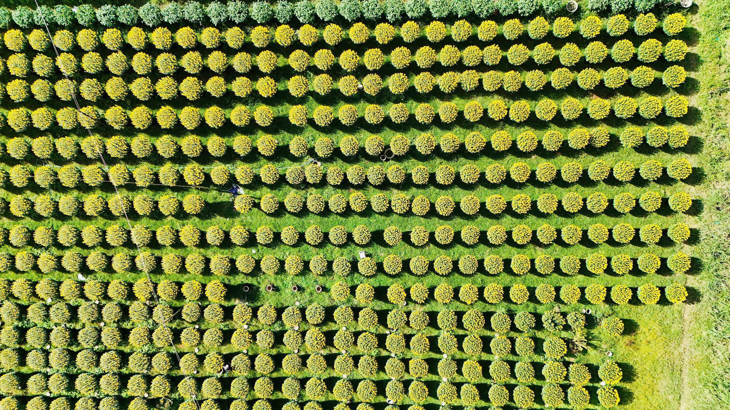 Một góc vườn hoa cúc ở xã Nghĩa Hiệp. Ảnh: CV.