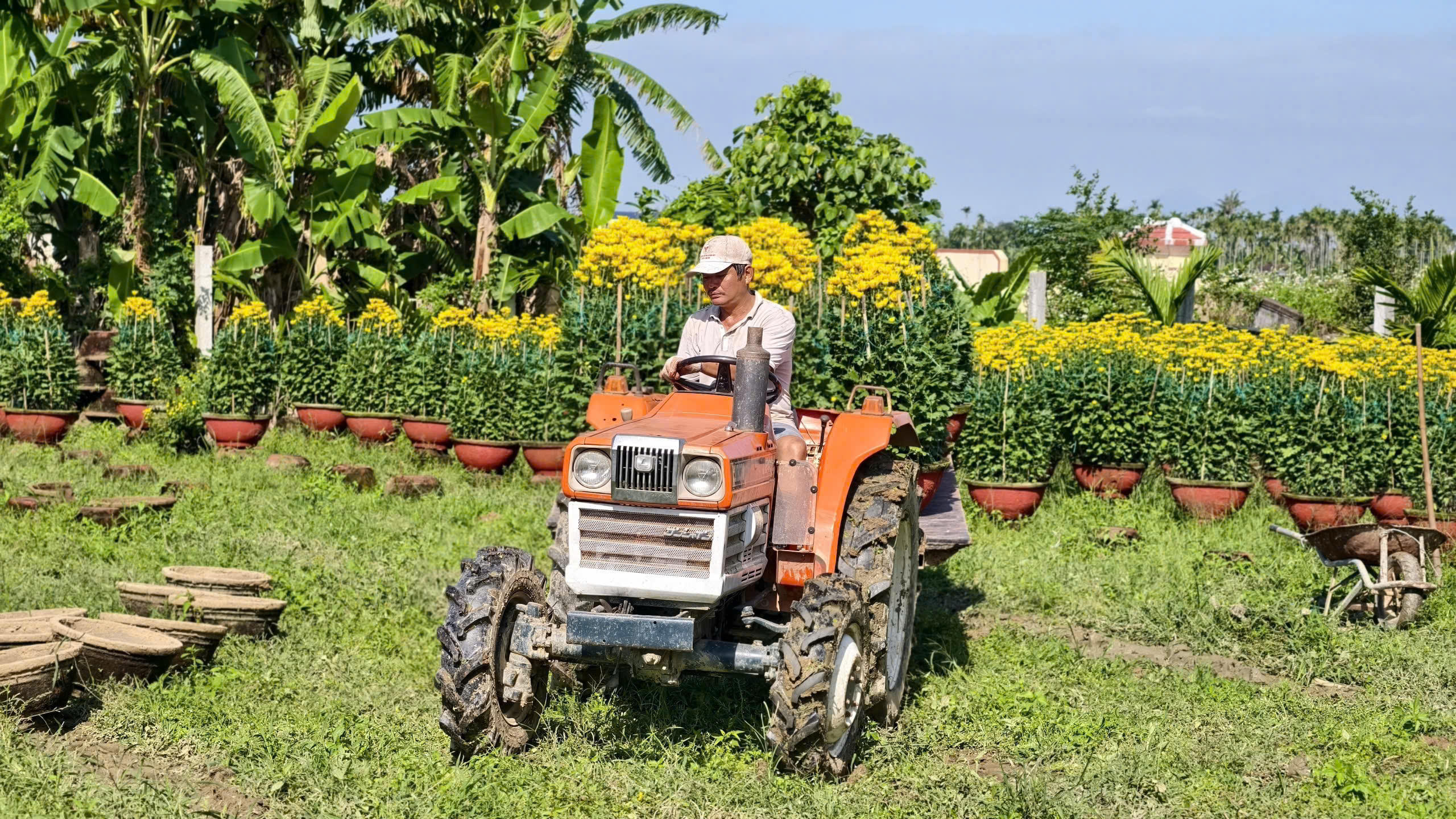 Các loại xe tấp nập vận chuyển hoa cúc phục vụ thị trường Tết. Ảnh: CV.. 