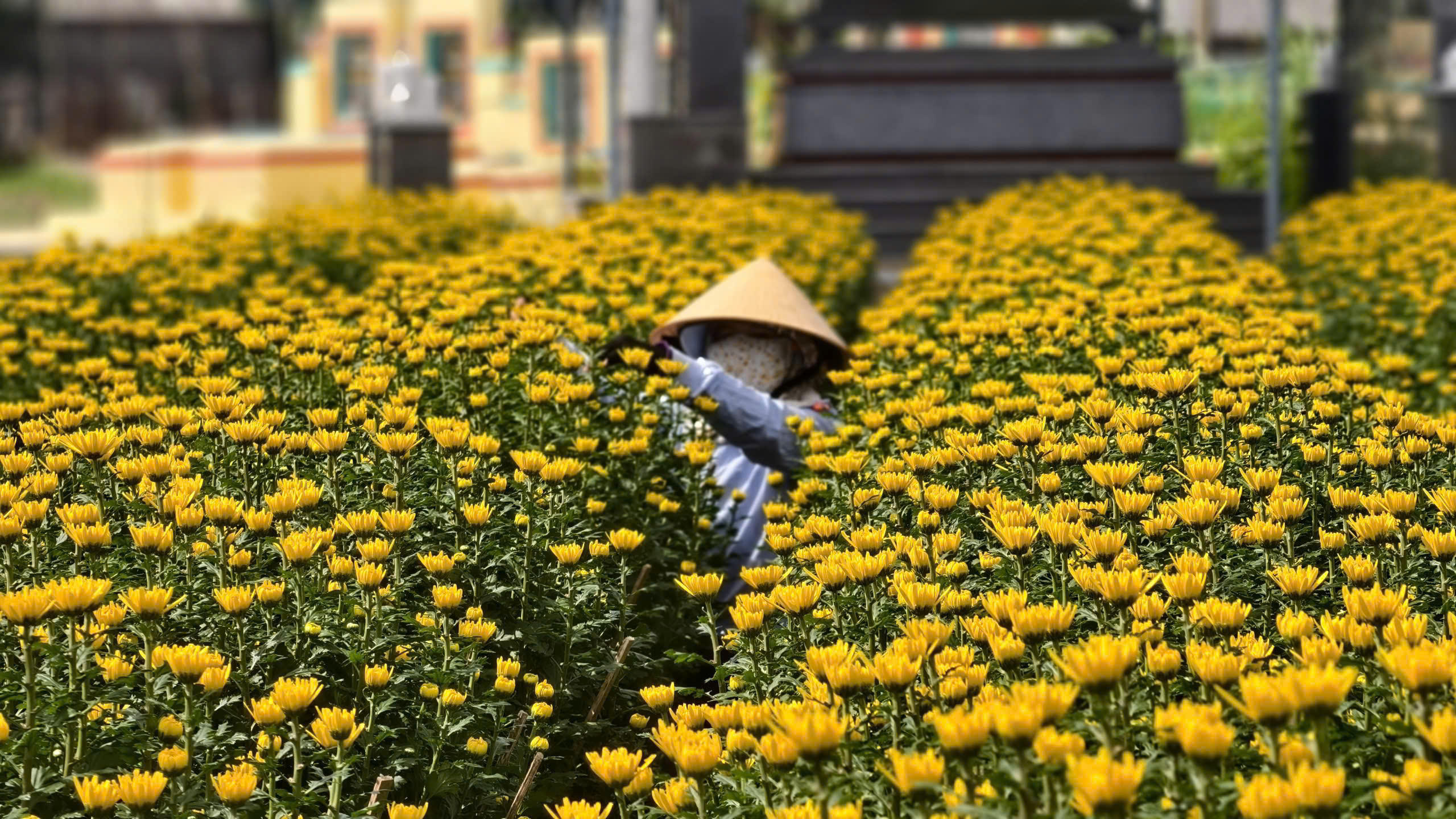 Những chậu hoa cúc nở vàng rực rỡ. Ảnh: CV.