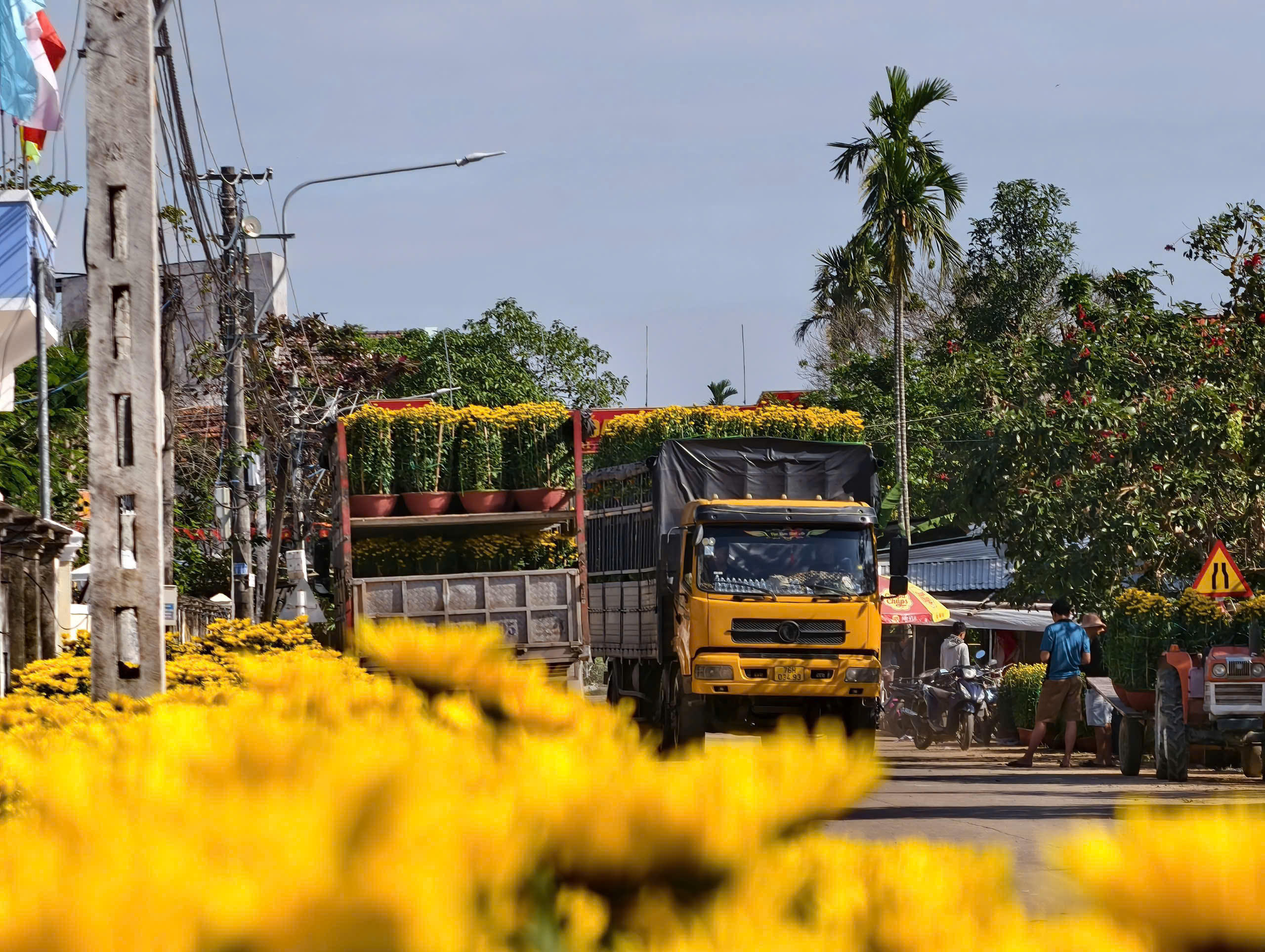 Những xe tải chở hoa cúc đậu dọc đường vào xã Nghĩa Hiệp. Ảnh: CV.