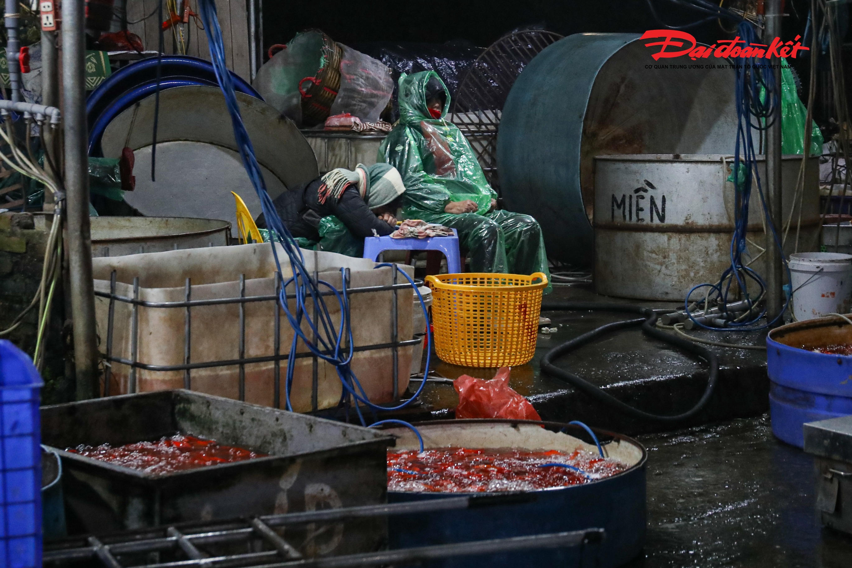 Dù giá cá chép giảm mạnh so với mọi năm nhưng lượng tiêu thụ vẫn diễn ra chậm.. 