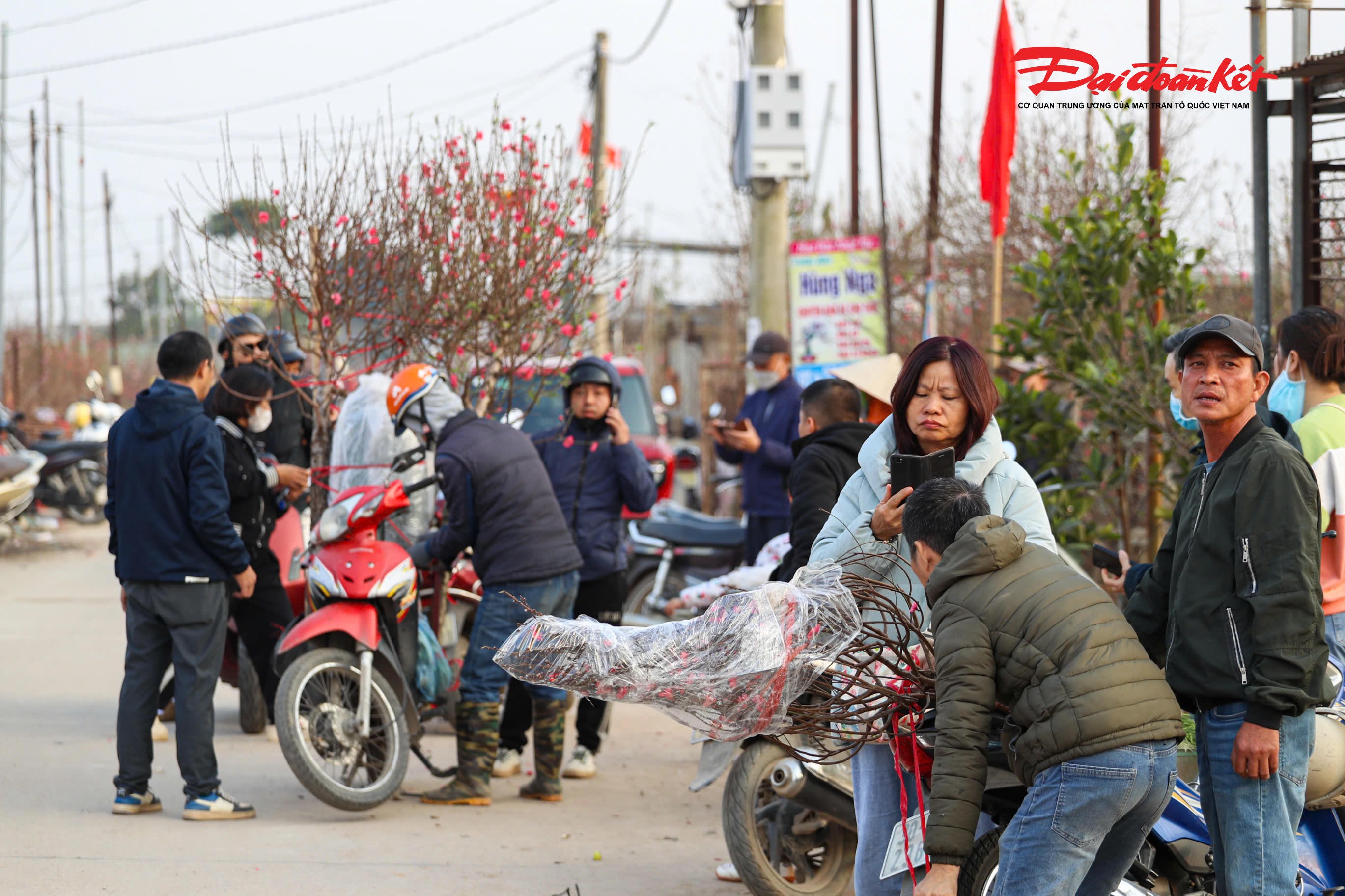 Theo ghi nhận của PV Báo Đại đoàn kết, những ngày cận Tết, khắp các ngõ xóm của làng đào đã rộn ràng tiếng xe chở đào, tiếng trao đổi mua bán, tiếng cười nói. Những gốc đào thế được uốn tỉa công phu, thân mốc cổ kính, tán xòe cân đối được chủ vườn cẩn thận chăm chút từng chút một. Đào cành, đào thế, đào cổ thụ… mỗi loại mang một vẻ đẹp riêng, đáp ứng đa dạng nhu cầu chơi Tết của người dân Thủ đô và các tỉnh lân cận.