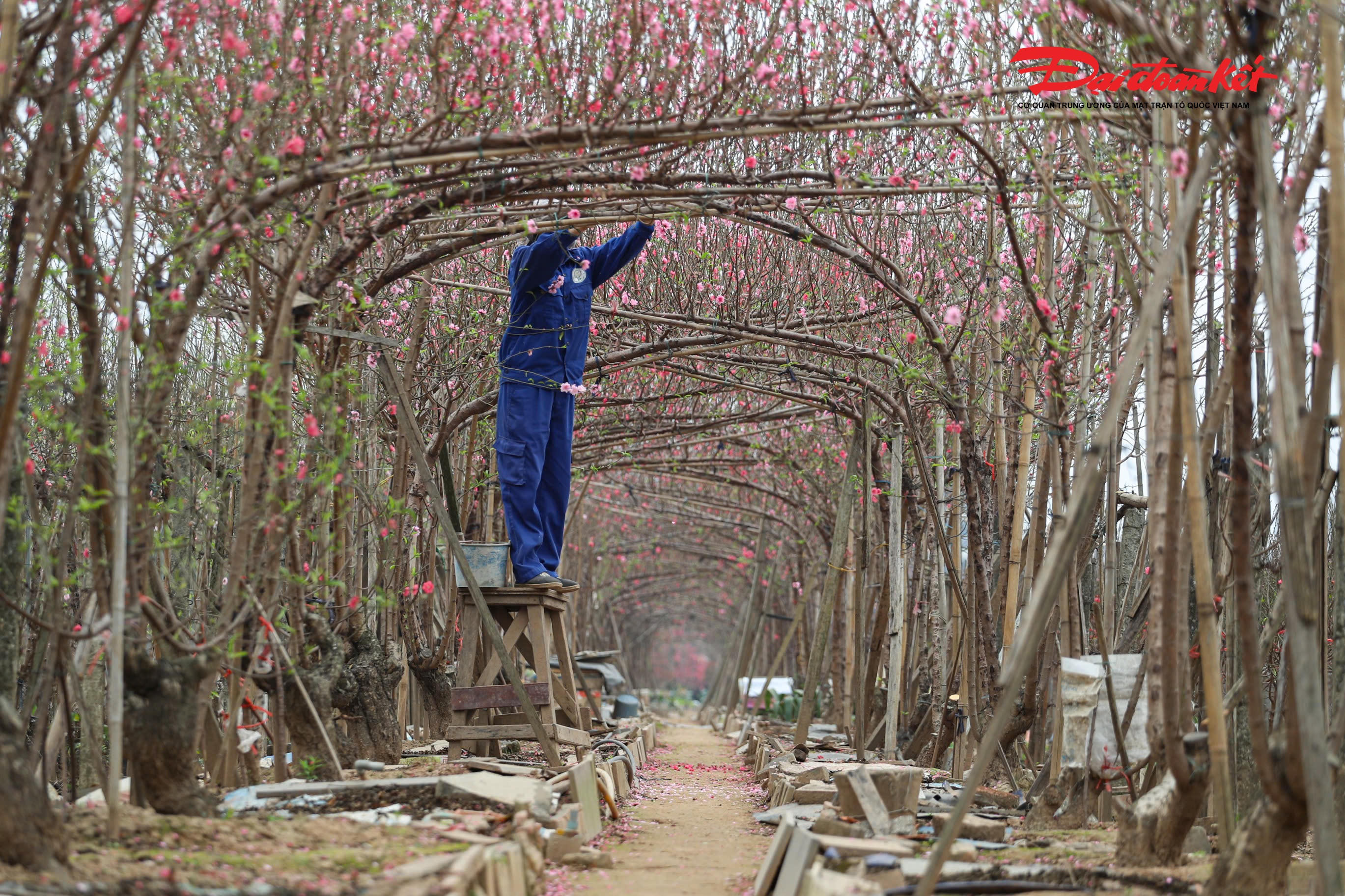 Theo nhiều nhà vườn, năm nay, thời tiết có nhiều diễn biến bất thường, nền nhiệt cao hơn trung bình nhiều năm khiến một số diện tích đào đứng trước nguy cơ nở sớm. Trước tình hình đó, người trồng phải theo dõi sát sao từng đợt nắng ấm, rét muộn để chủ động điều chỉnh kỹ thuật nhằm “ghìm” nhịp sinh trưởng và đảm bảo hoa bung nở đúng dịp Tết.
