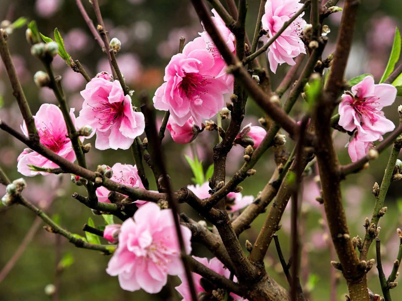 Những cành đào hồng thắm, nụ chi chít mang đậm không khí Tết miền Bắc giữa lòng thành phố phương Nam. 