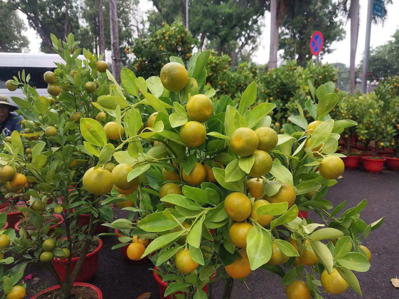 TP Hồ Chí Minh: Rực rỡ sắc xuân tại các chợ hoa trung tâm