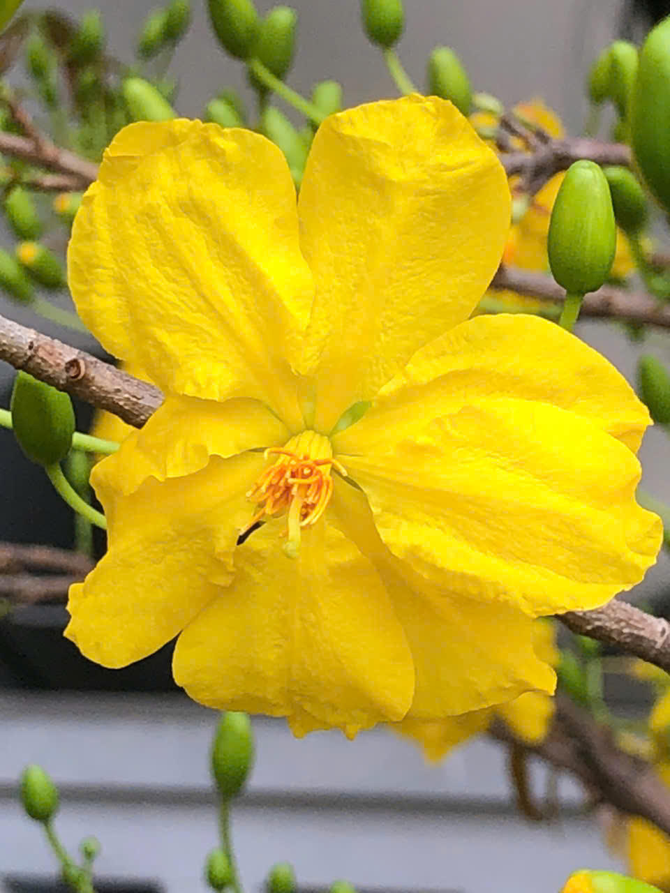 TP Hồ Chí Minh: Rực rỡ sắc xuân tại các chợ hoa trung tâm