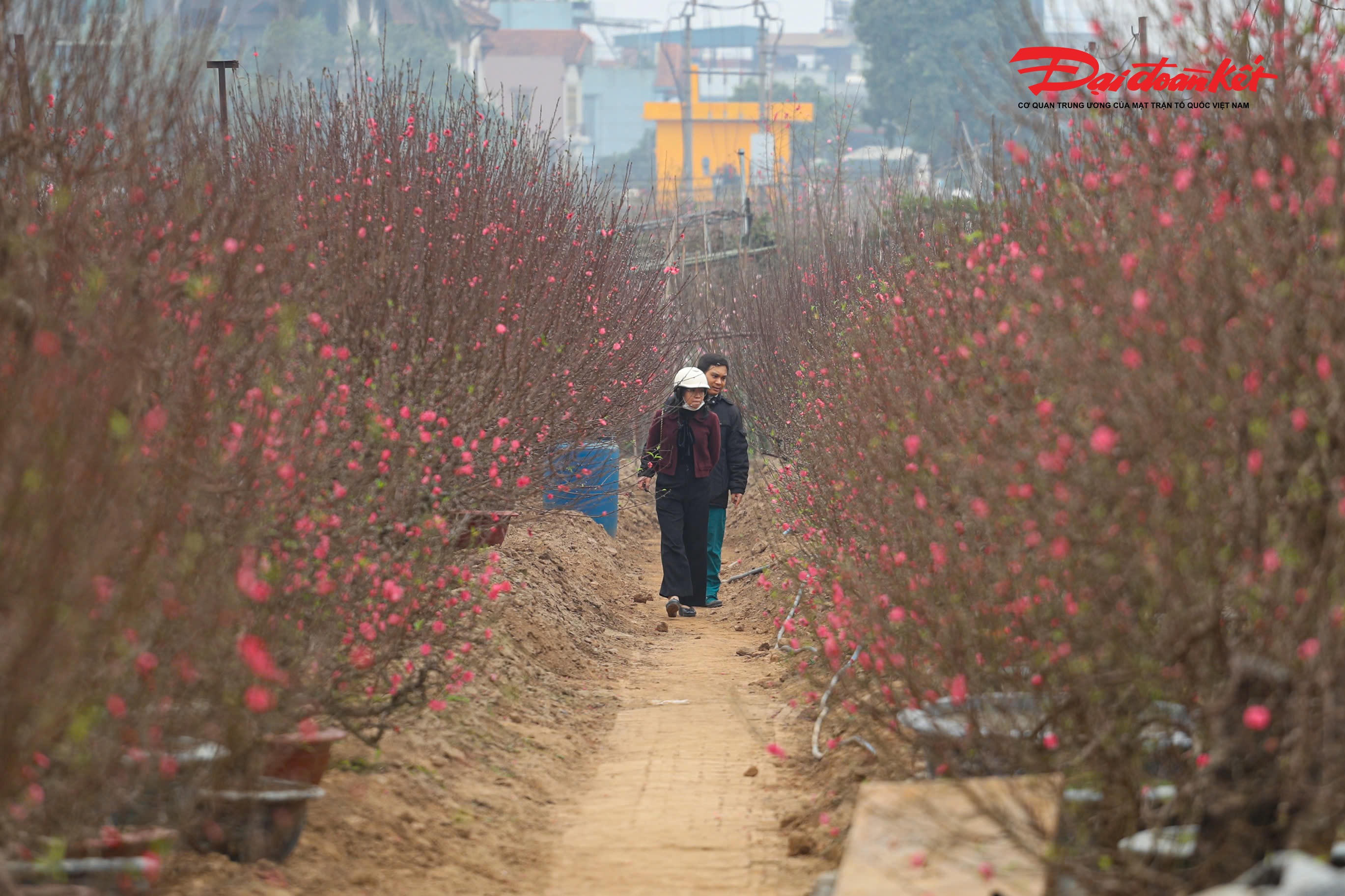 Giữa nền trời se lạnh cuối đông, những cánh đào hồng thắm nổi bật bên bãi bồi sông Hồng tạo nên khung cảnh nên thơ, báo hiệu mùa xuân đang về rất gần.