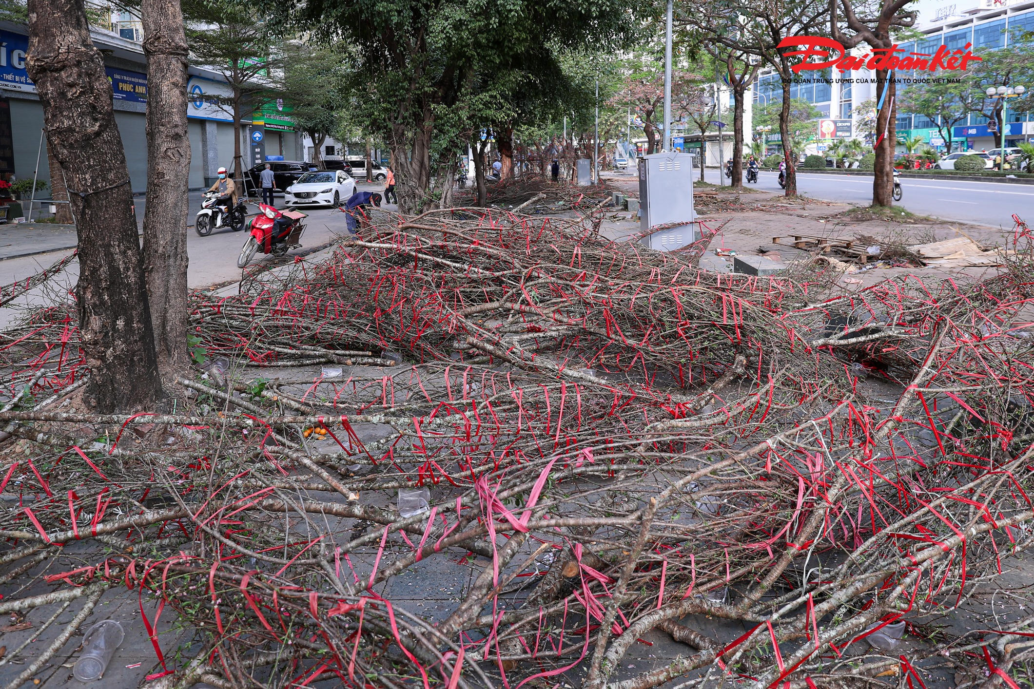 Theo ghi nhận của PV Báo Đại đoàn kết chiều 29 Tết tại các tuyến phố quen thuộc như Lạc Long Quân, Tố Hữu…, nhiều cành đào đã nở rộ, cánh hoa bắt đầu rụng lả tả dưới gốc. Theo các tiểu thương, đào đẹp nhất khi hoa còn chúm chím, nở lác đác đúng dịp Tết. Tuy nhiên năm nay, thời tiết thất thường, nắng ấm kéo dài khiến đào bung nở trước dự tính từ 5–7 ngày.