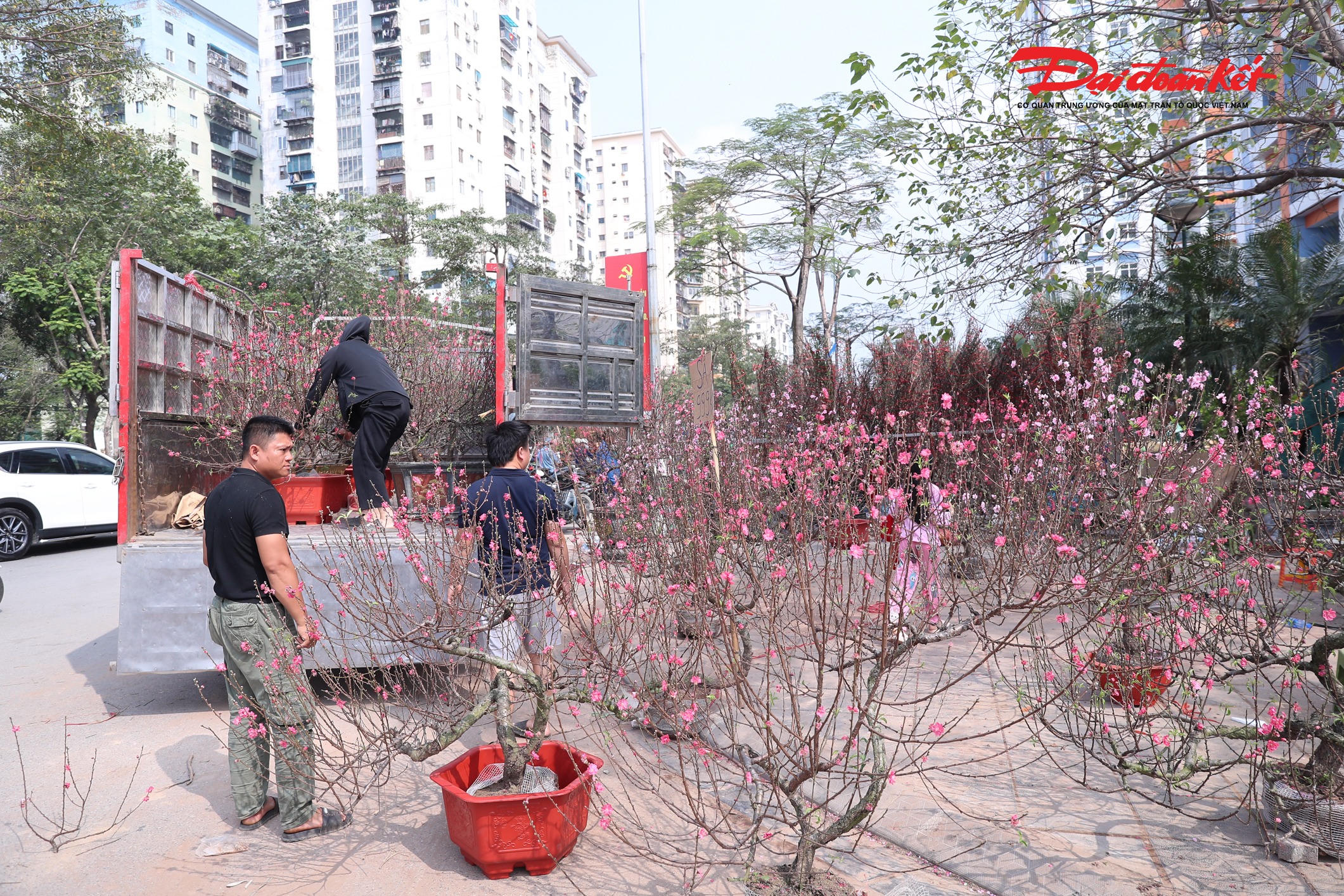 Chị Thảo (trú tại Thường Tín, Hà Nội) cùng người thân tất bật thu dọn, vận chuyển số đào còn lại về vườn.