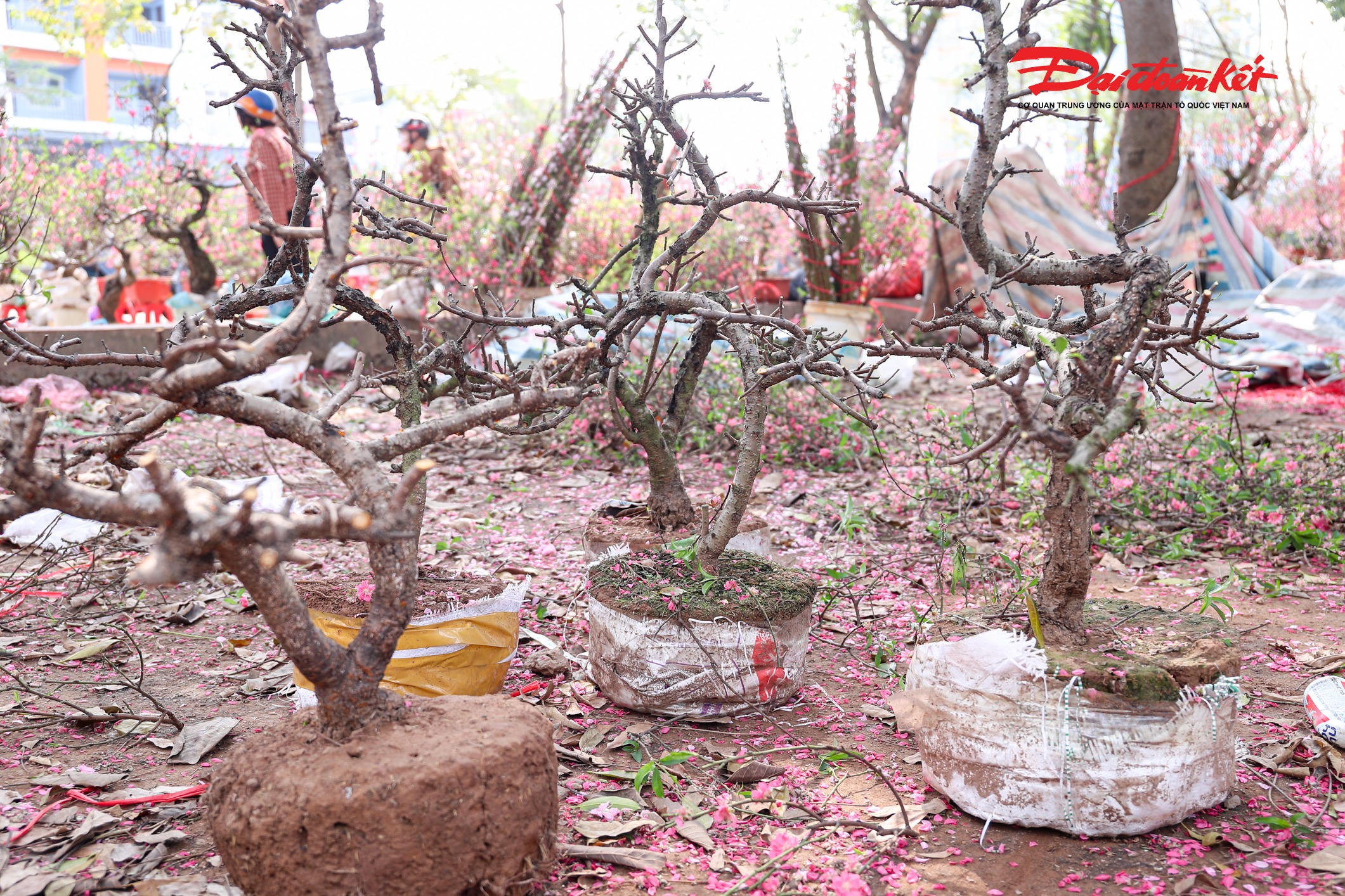 Do đào đã nở hết hoa nên giá cũng giảm sâu.