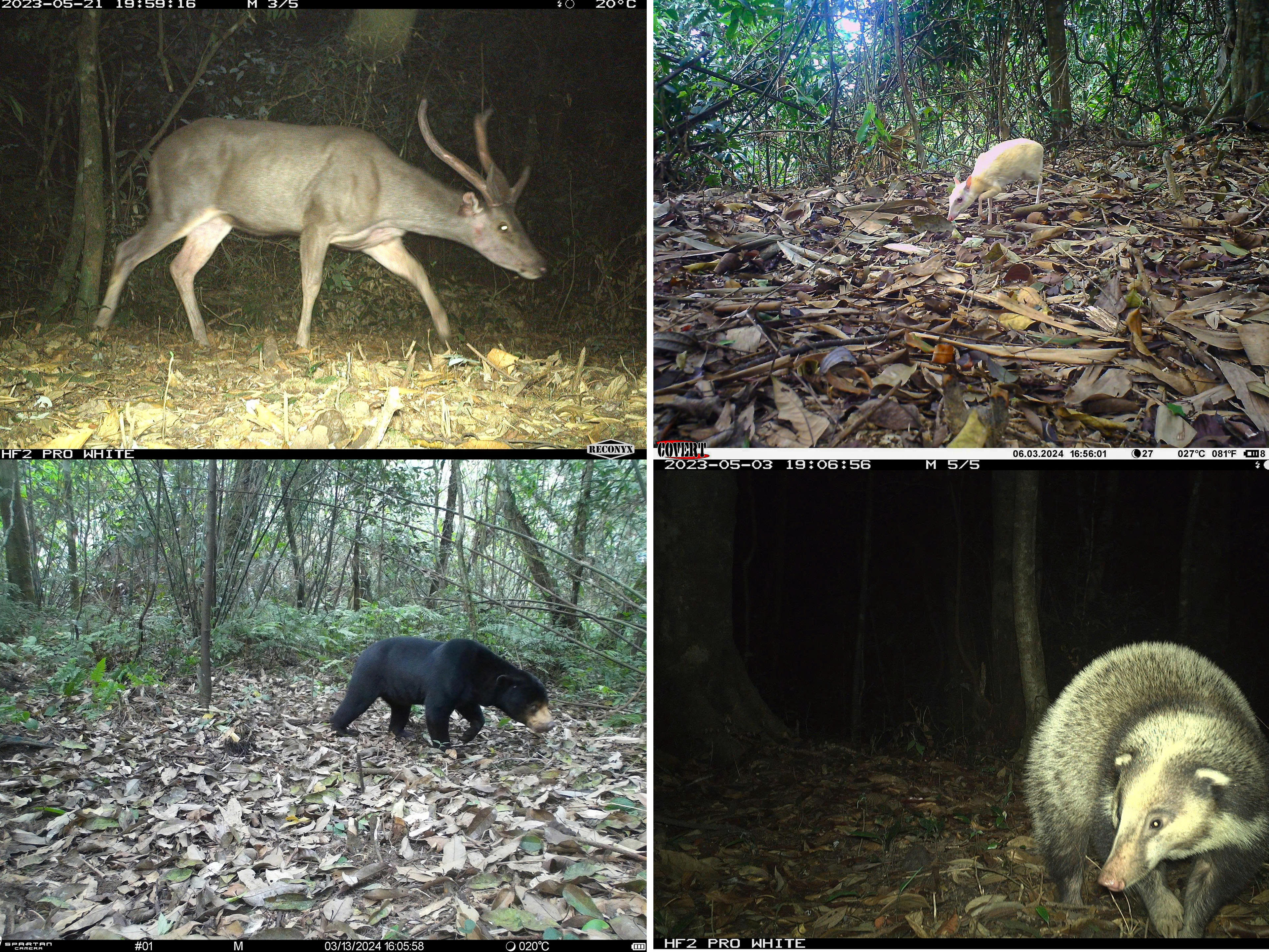 Mỗi bức ảnh không chỉ xác nhận sự xuất hiện của một loài, mà còn cho biết vị trí, thời điểm và tần suất xuất hiện.