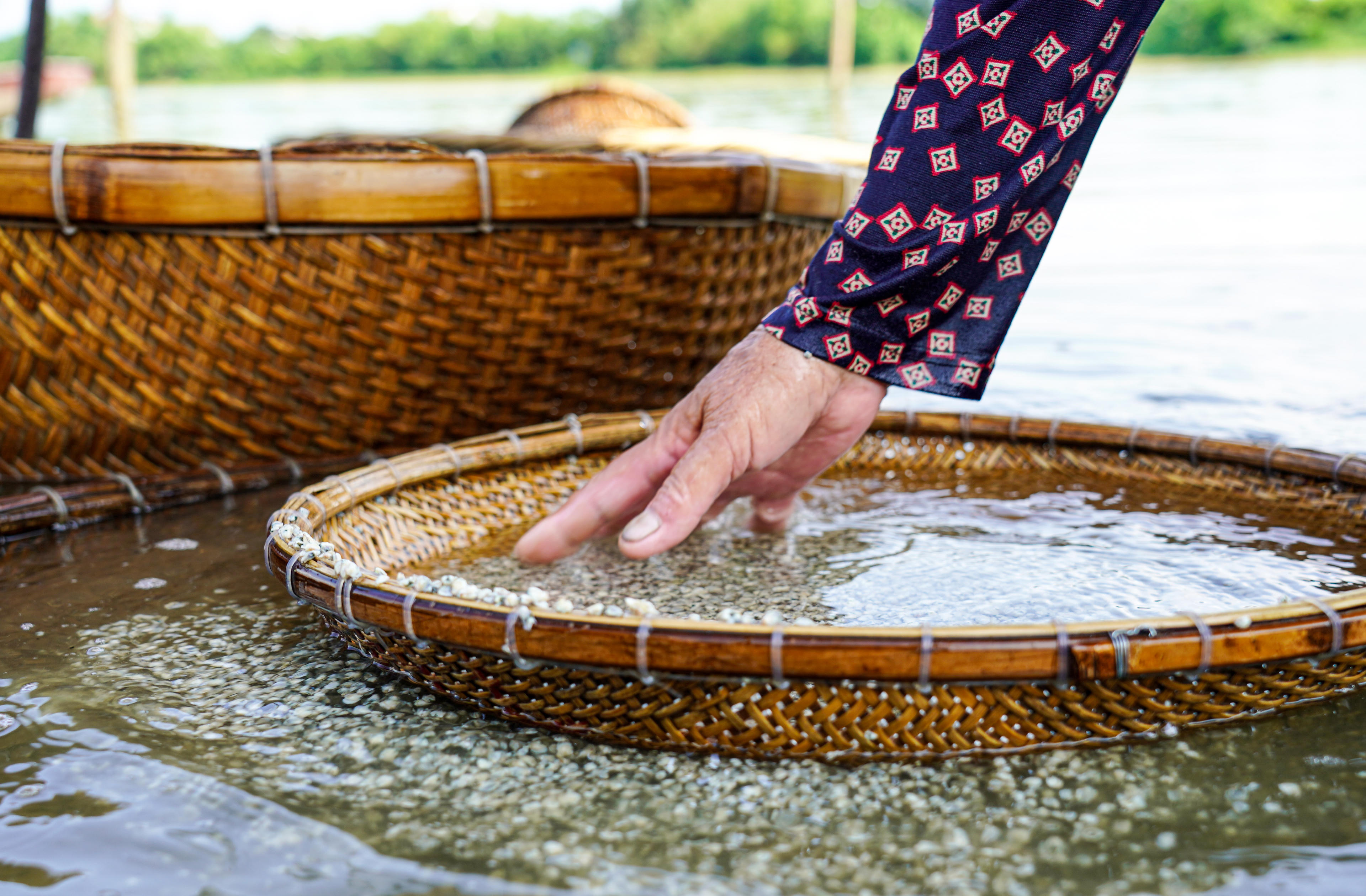 Sau luộc, hến được đổ ra thúng, đưa xuống bến đãi lại trong dòng nước. Ảnh: Cẩm Kỳ 