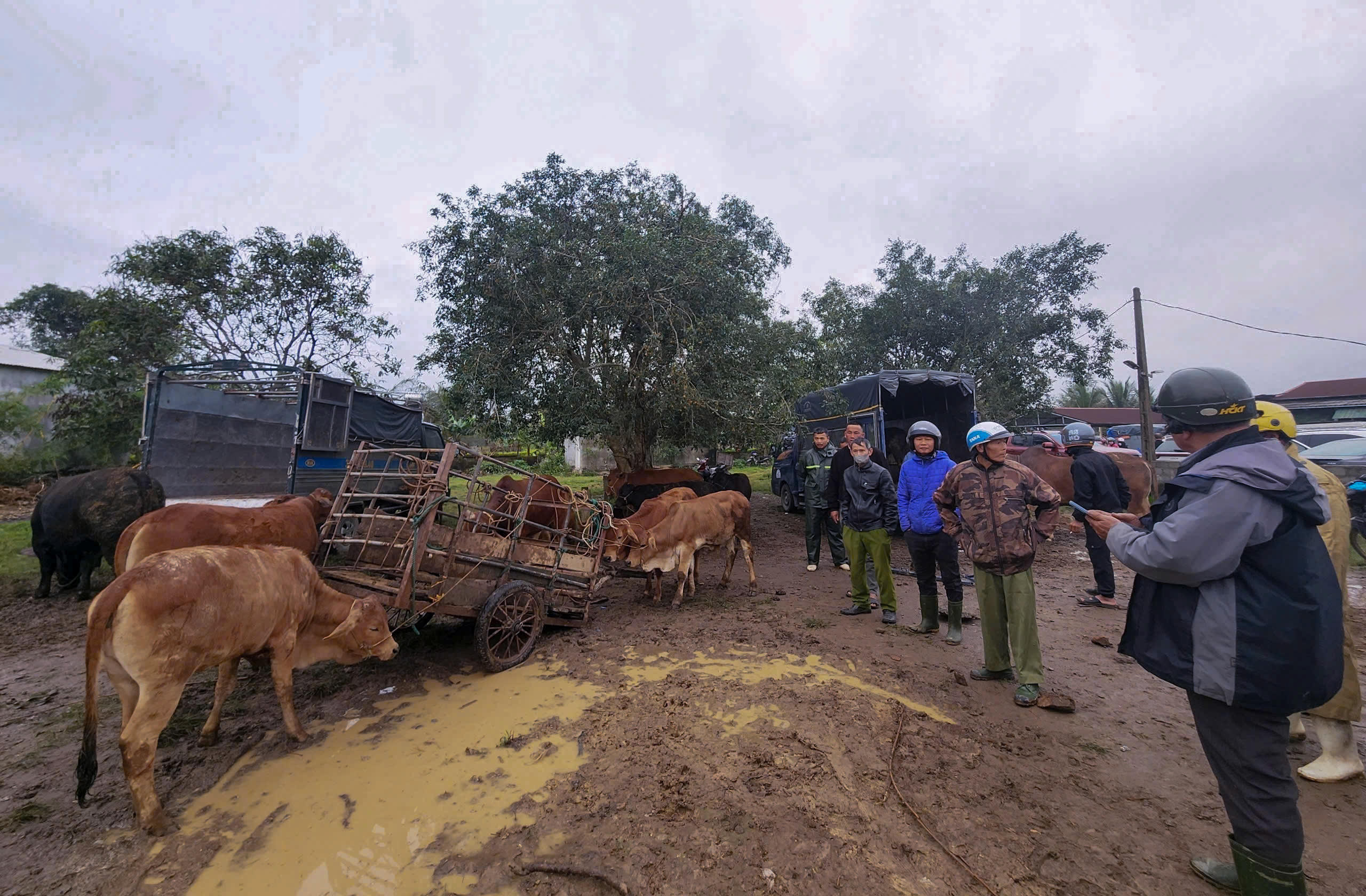 Chợ Nhe không chỉ là nơi trao đổi gia súc mà còn là không gian lưu giữ những “mật ngữ” và luật bất thành văn của người dân quê. Ảnh: Cẩm Kỳ&nbsp;