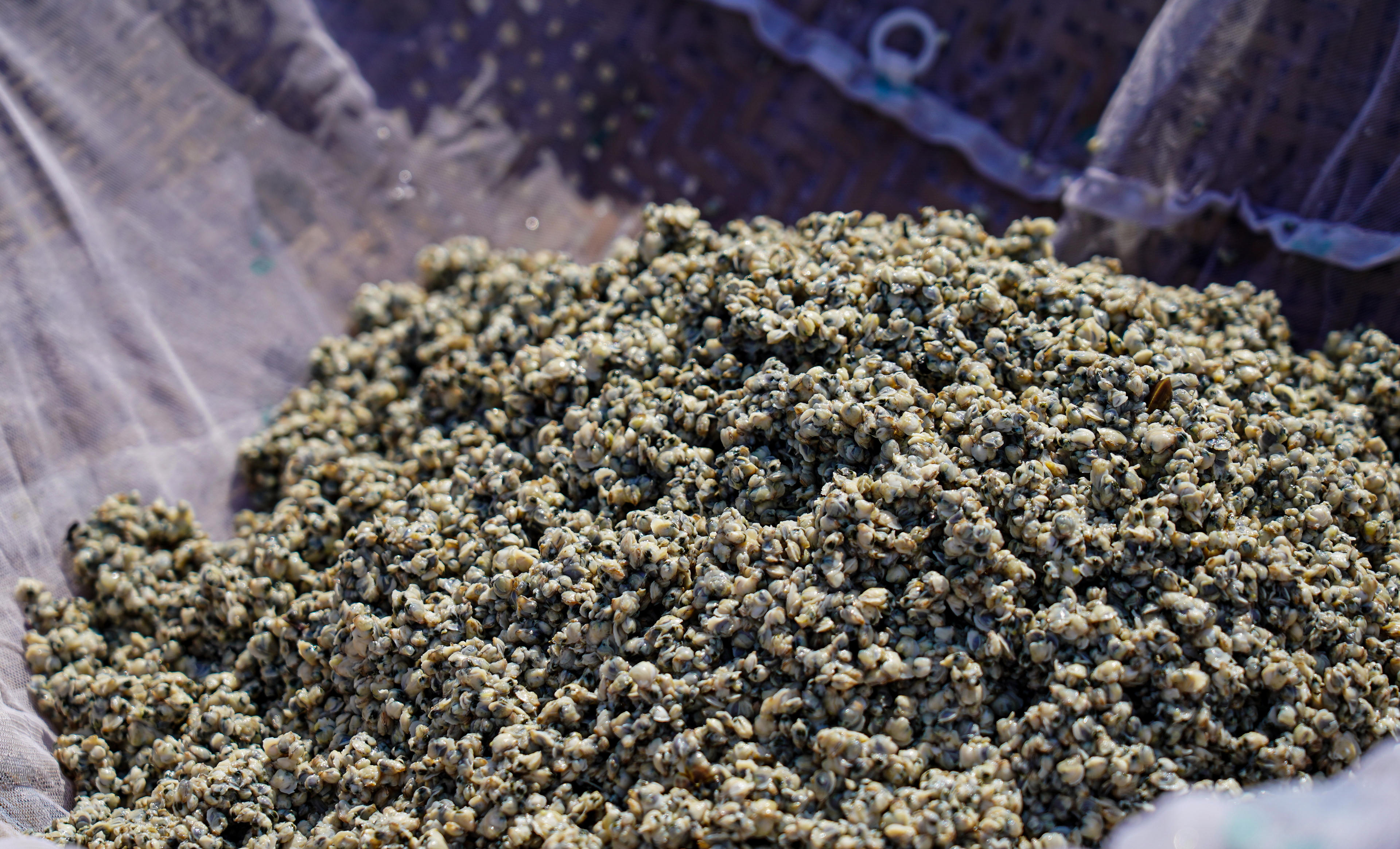 Khi chiều xuống, mặt sông La ánh lên sắc vàng nhạt, những thúng hến đãi xong được xếp ngay ngắn chờ cân bán. Ảnh: Cẩm Kỳ 