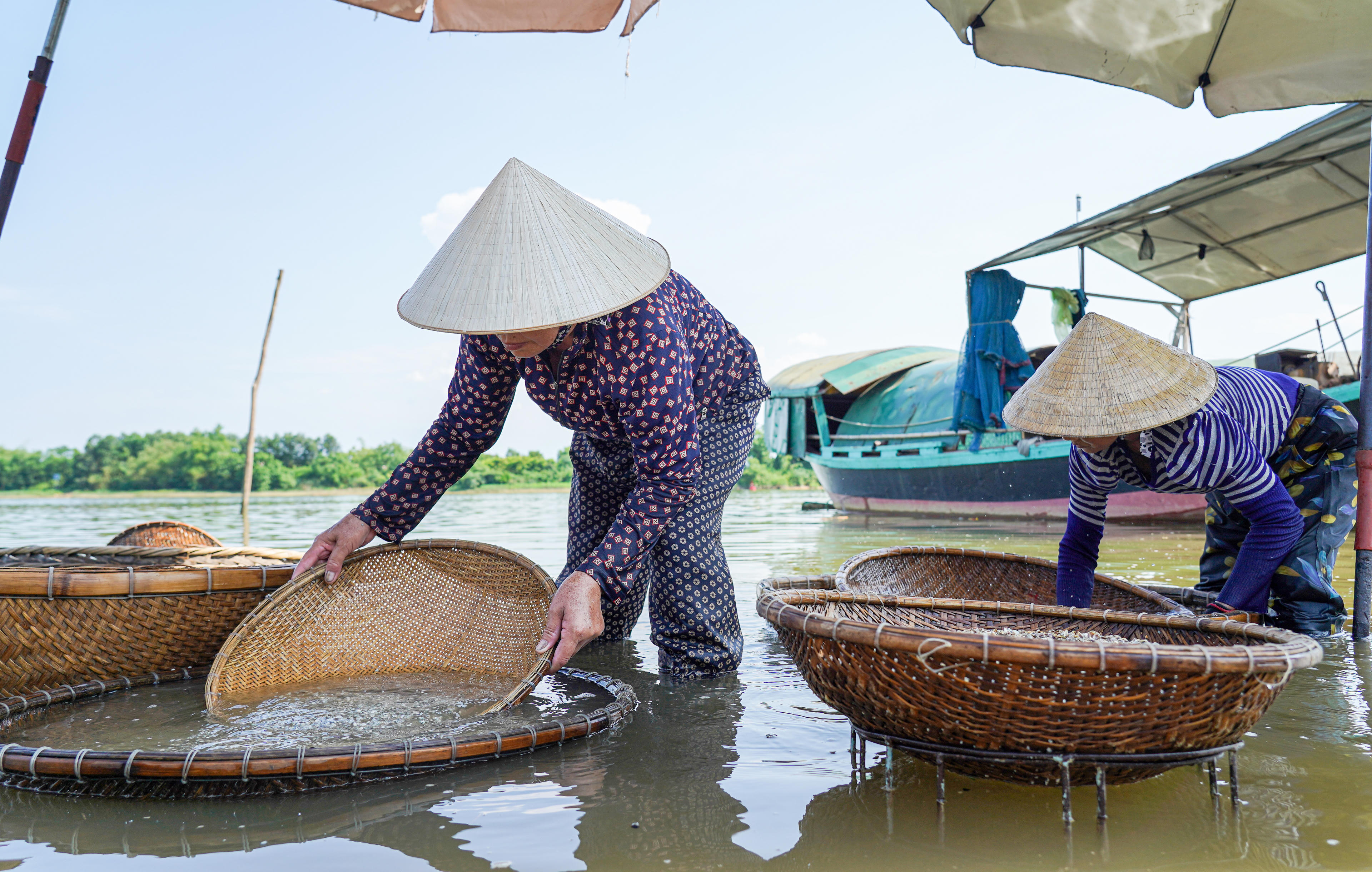 Hến được đổ vào thúng tre, ngâm xuống sông cho nhả sạch bùn cát rồi đưa vào lán luộc. Ảnh: Cẩm Kỳ 