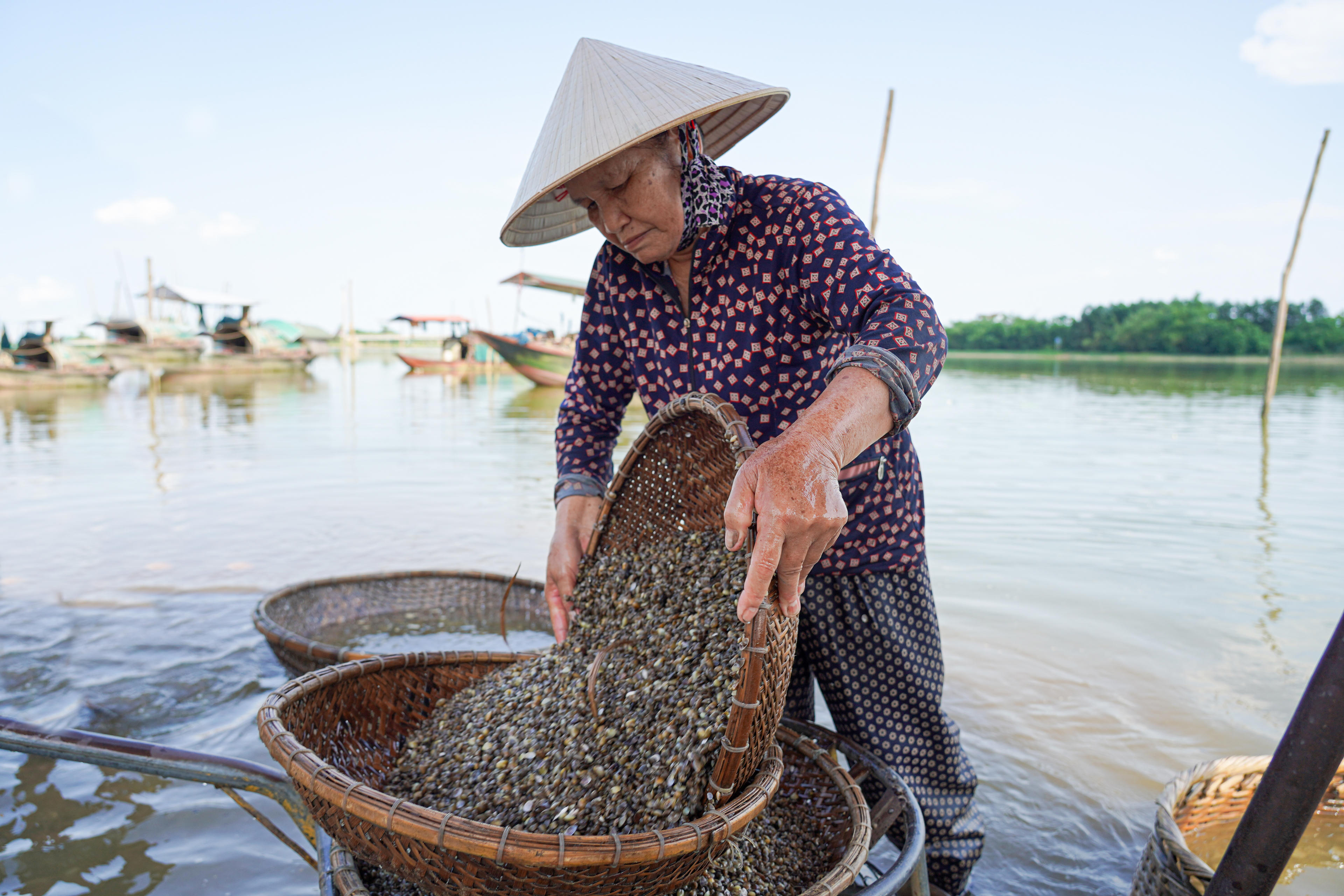 Một ngày, mỗi thuyền có thể cào được vài tạ hến sống, cứ 100kg hến thì đãi được khoảng 10kg ruột. Ảnh: Cẩm Kỳ 